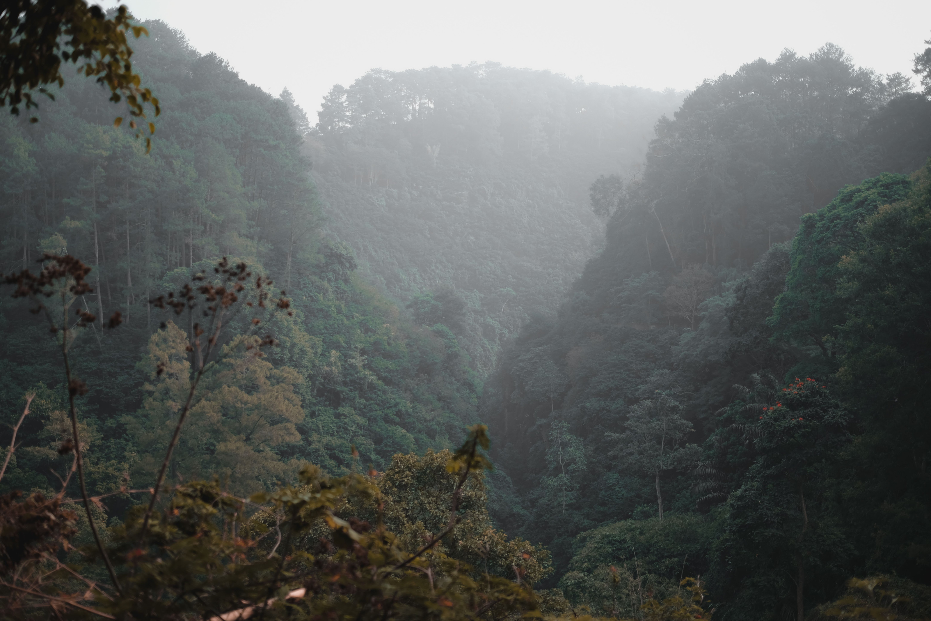 Soft mist drifts through a lush, dense green forest, evoking Rwanda's volcanic highlands.