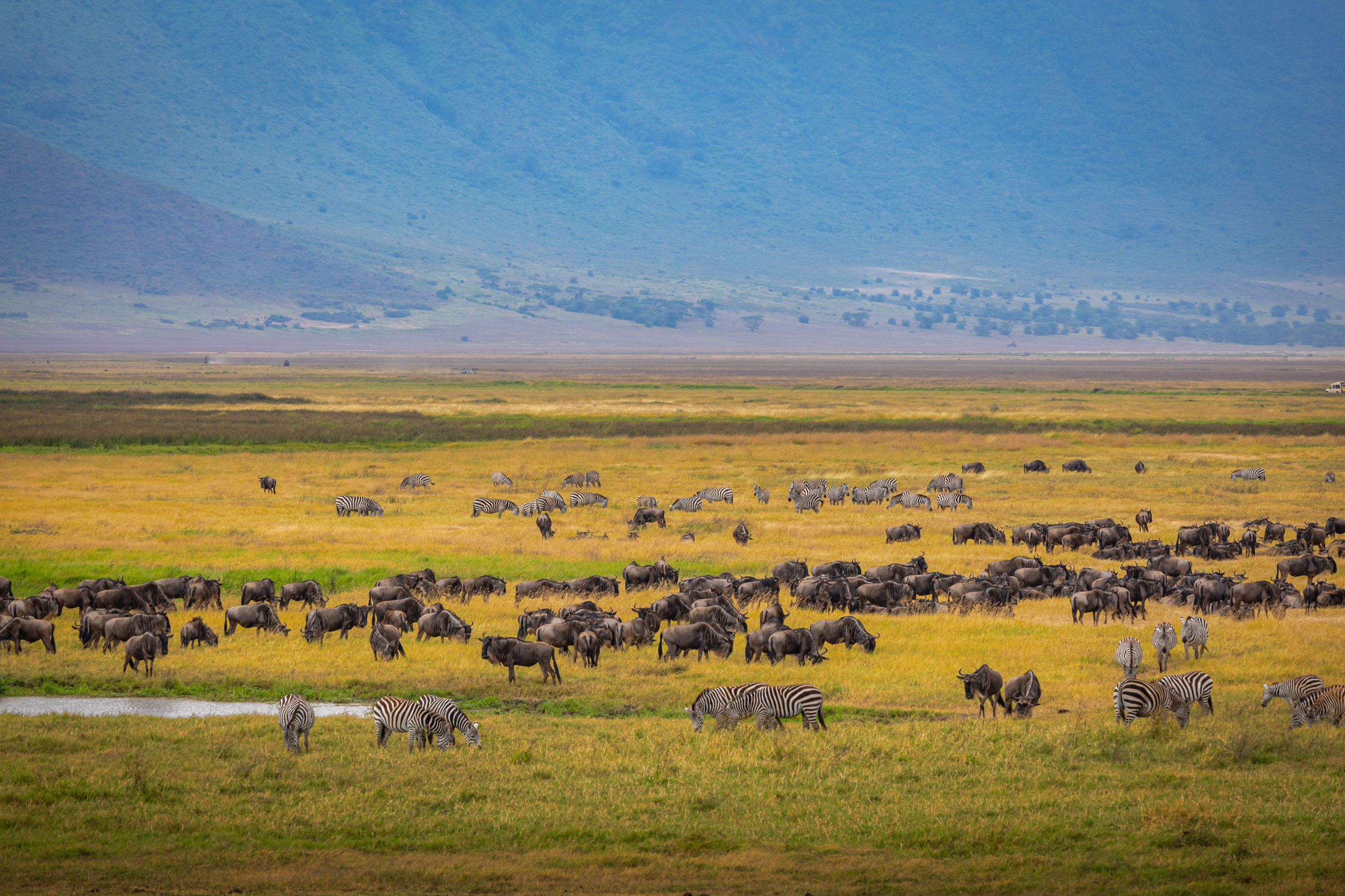 Zebras and wildebeest graze together across the grassy floor of the Ngorongoro Crater.