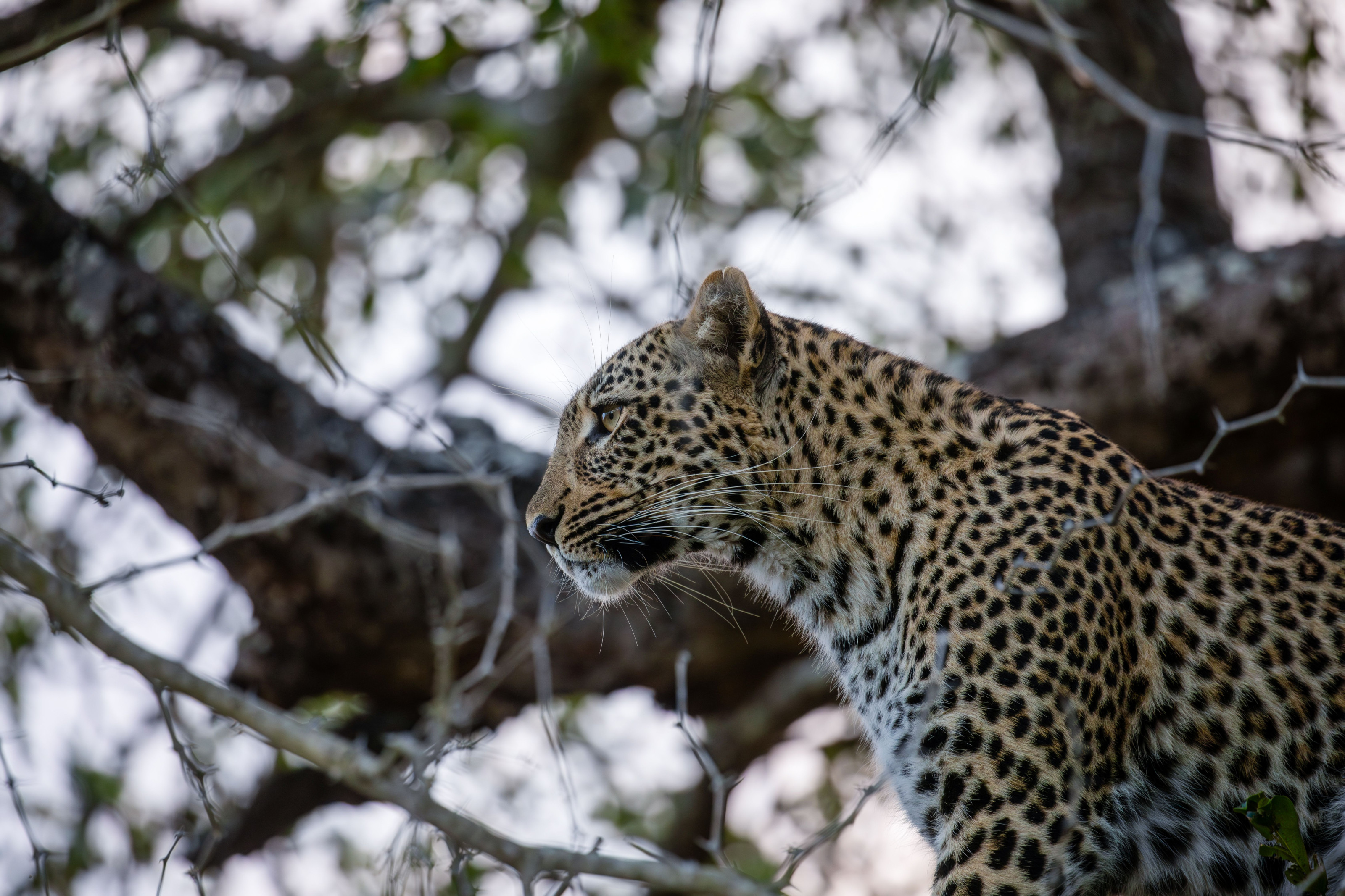 A leopard rests watchfully in the fork of a tree, surveying its territory.