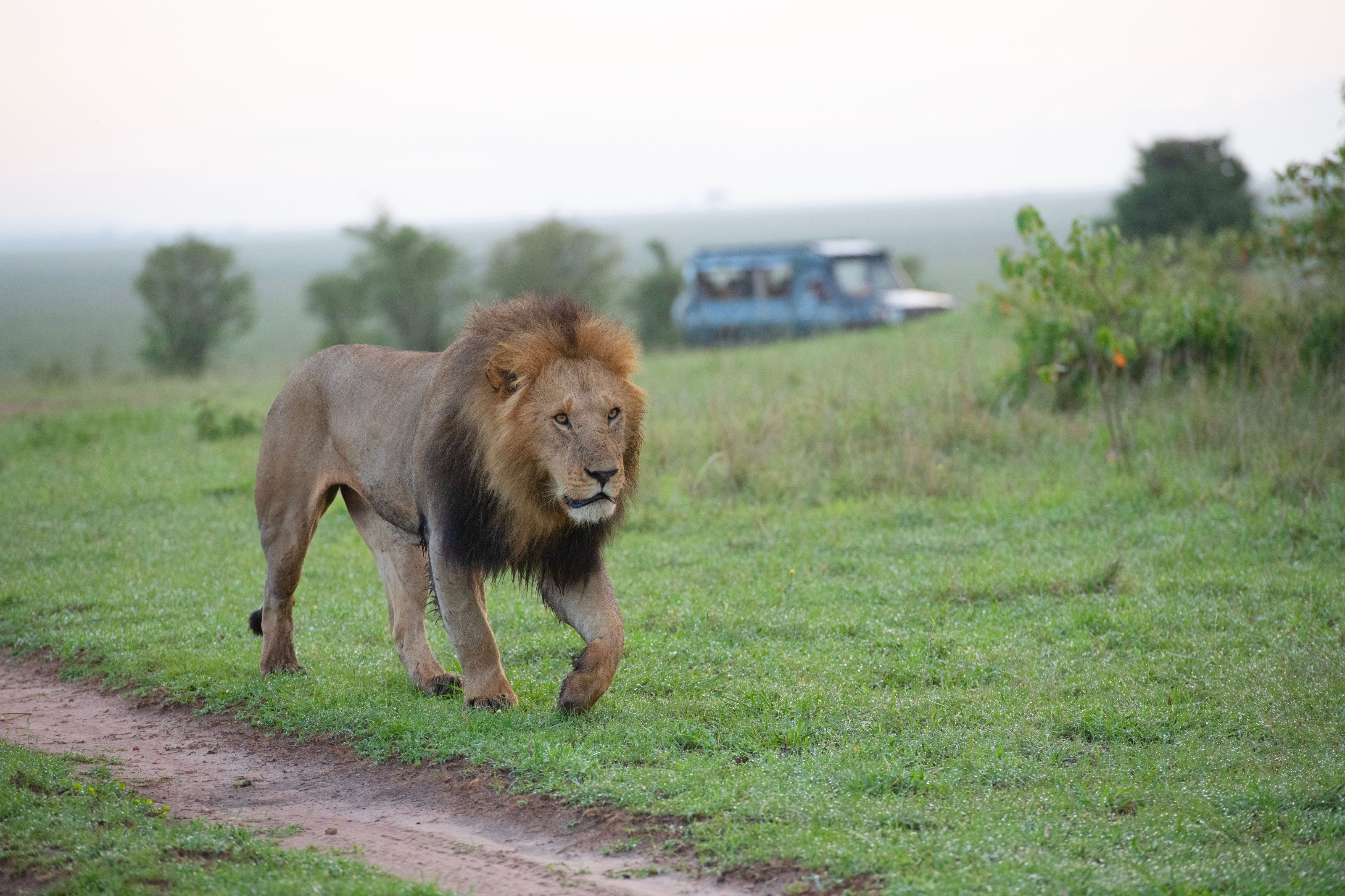 A male lion walks through lush green grassland in the early morning light.