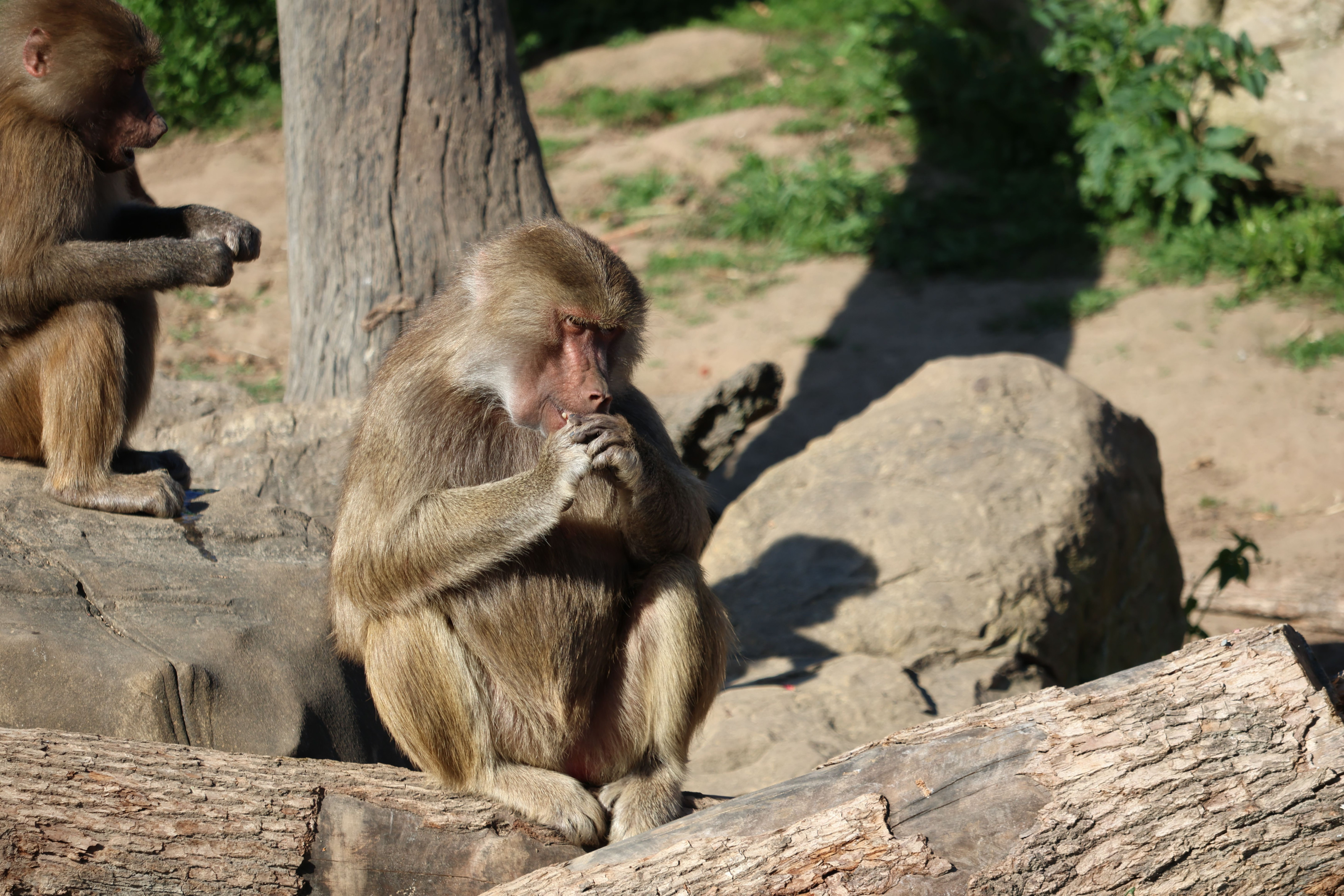 Two baboons sit together on sun-warmed rocks along a highland escarpment.
