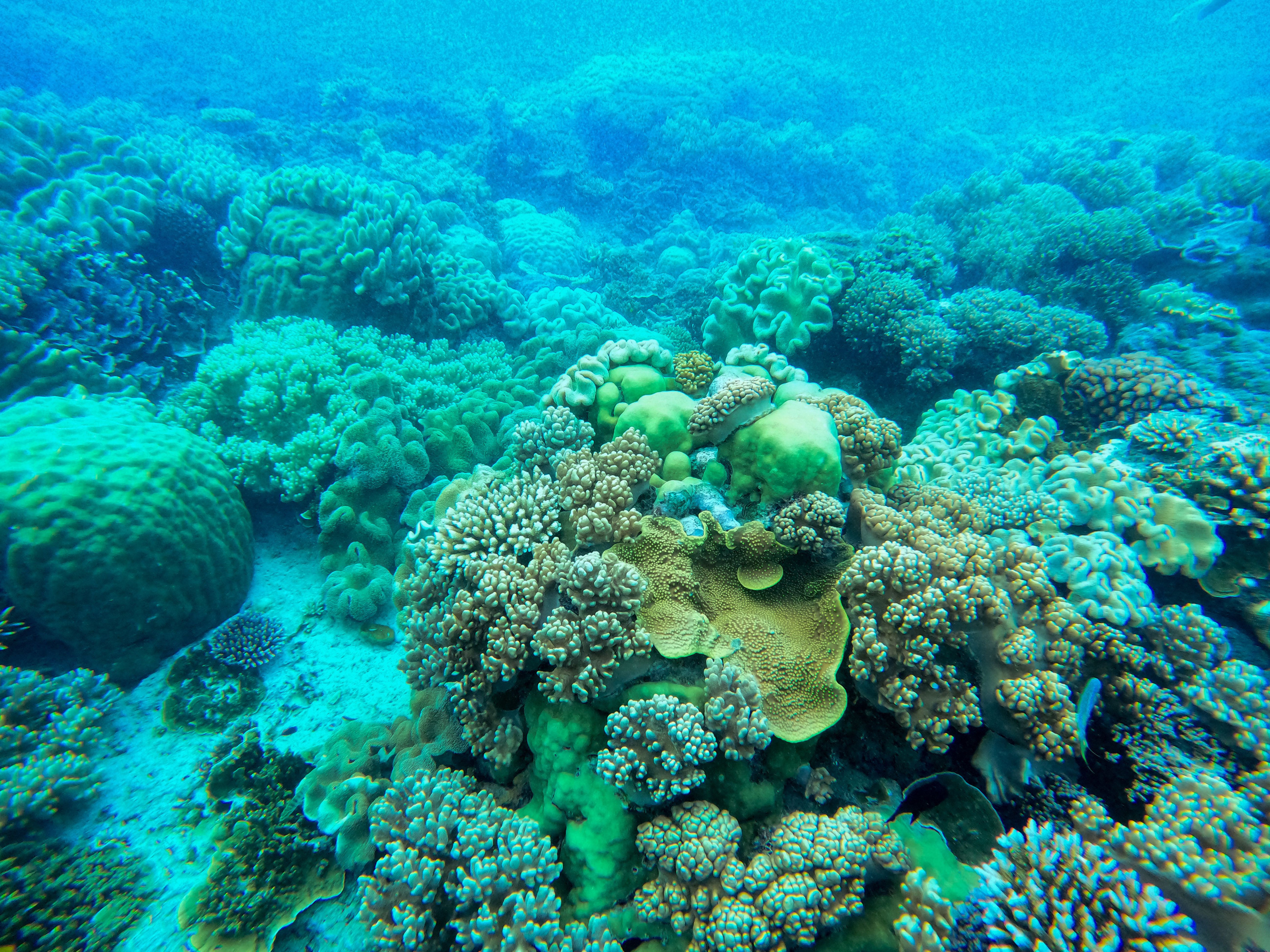 A wide reef of colourful coral stretches across clear blue ocean water.