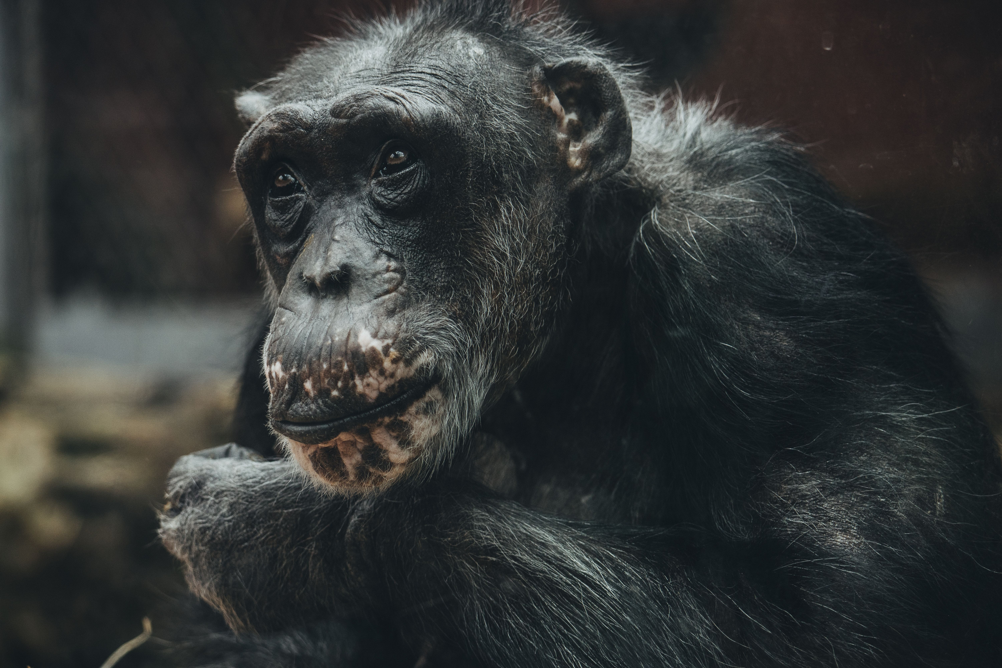 A thoughtful close-up portrait of a chimpanzee's face.