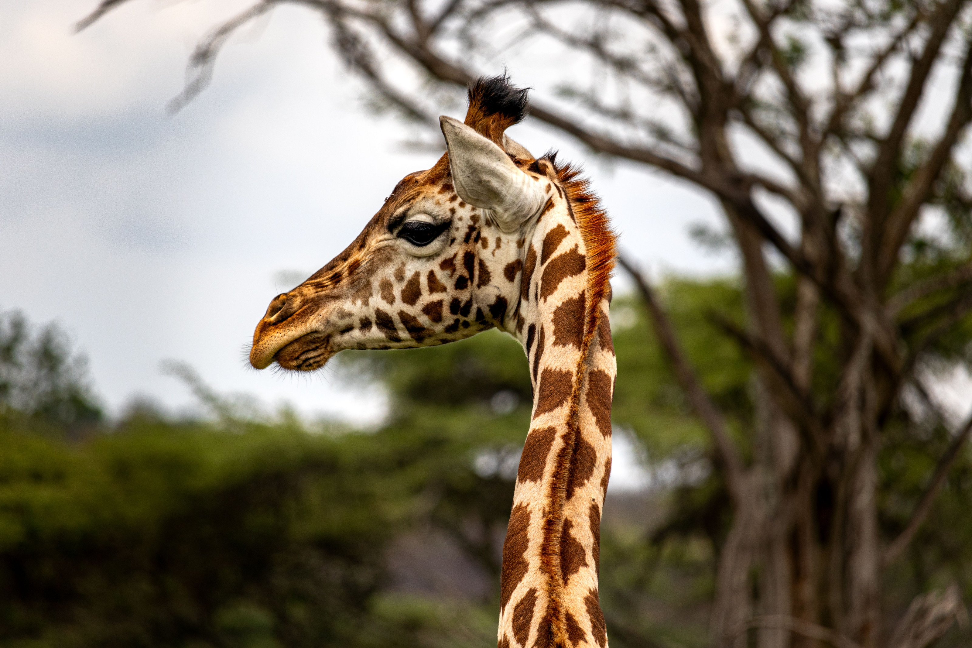 A giraffe stands amid lush green vegetation in the grasslands near Mbarara, Uganda.