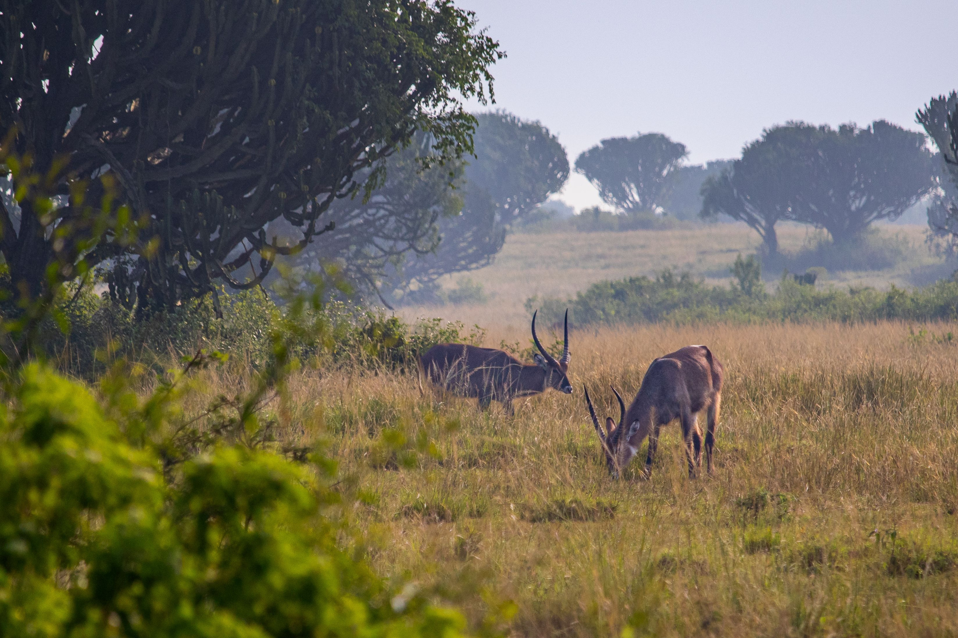 Antelope graze beneath scattered acacia trees on the open savanna grassland near Mbarara, Uganda.
