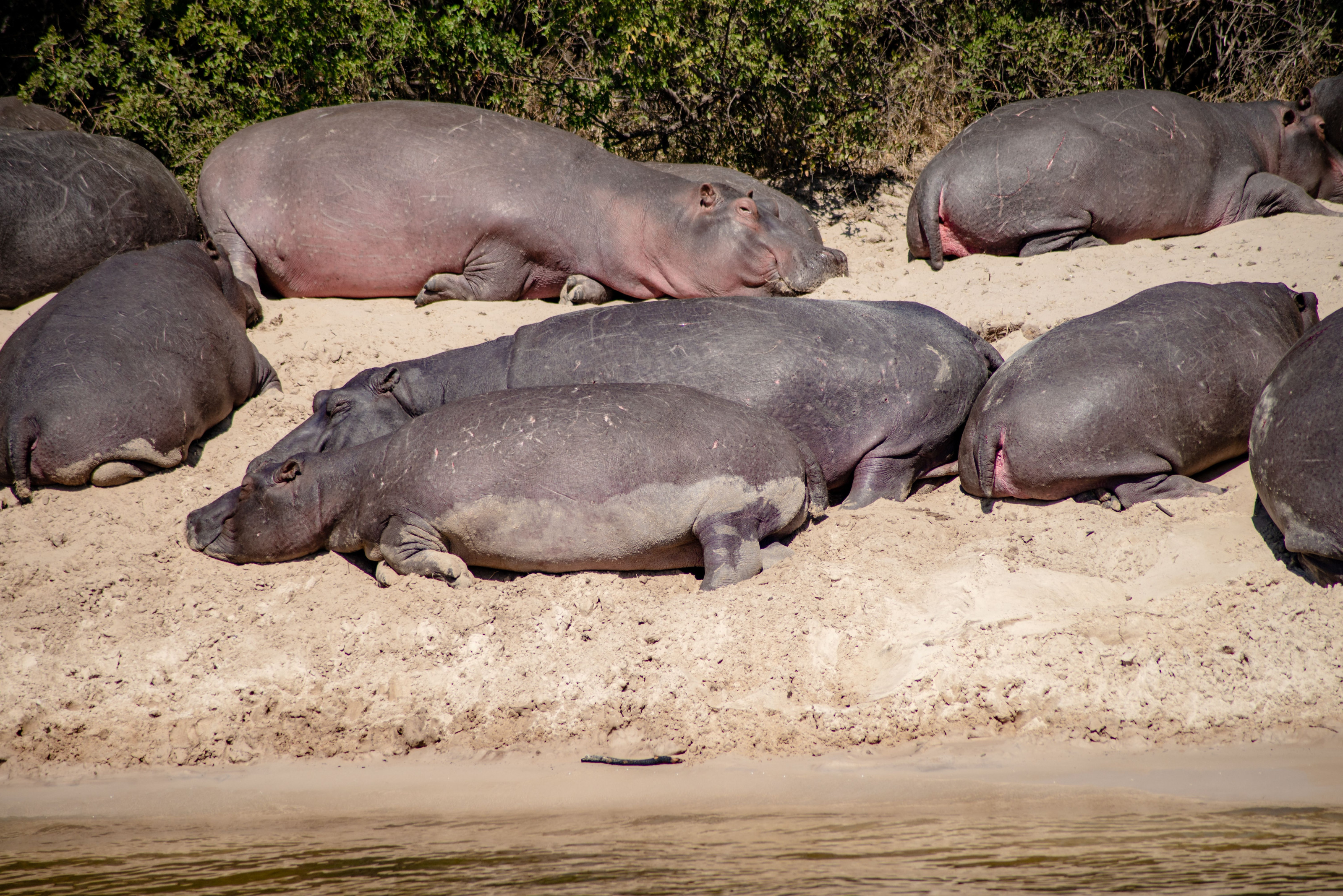 A group of hippos rests together on a sunny riverbank.