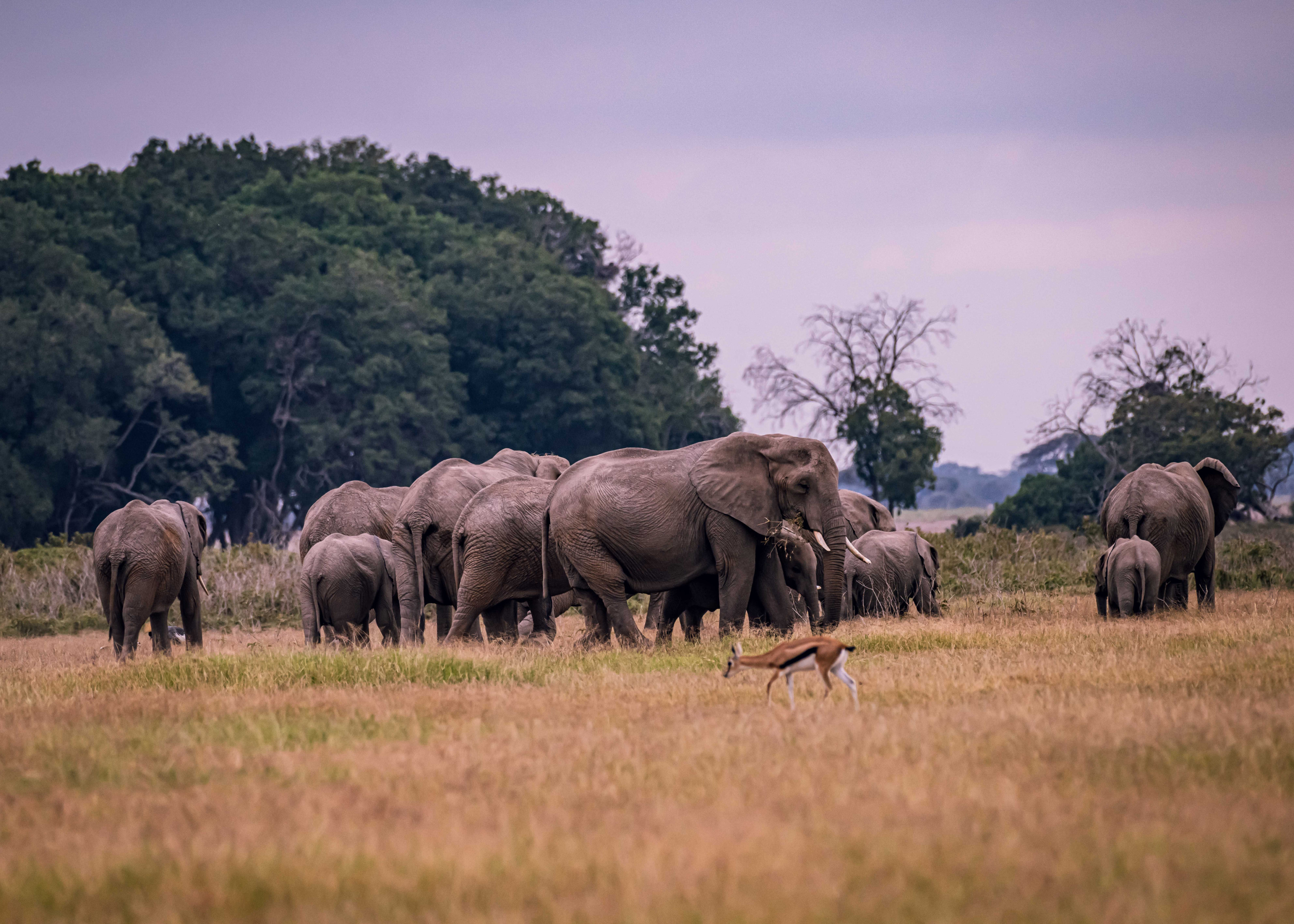 A family of elephants grazes together in a wide, grassy plain.
