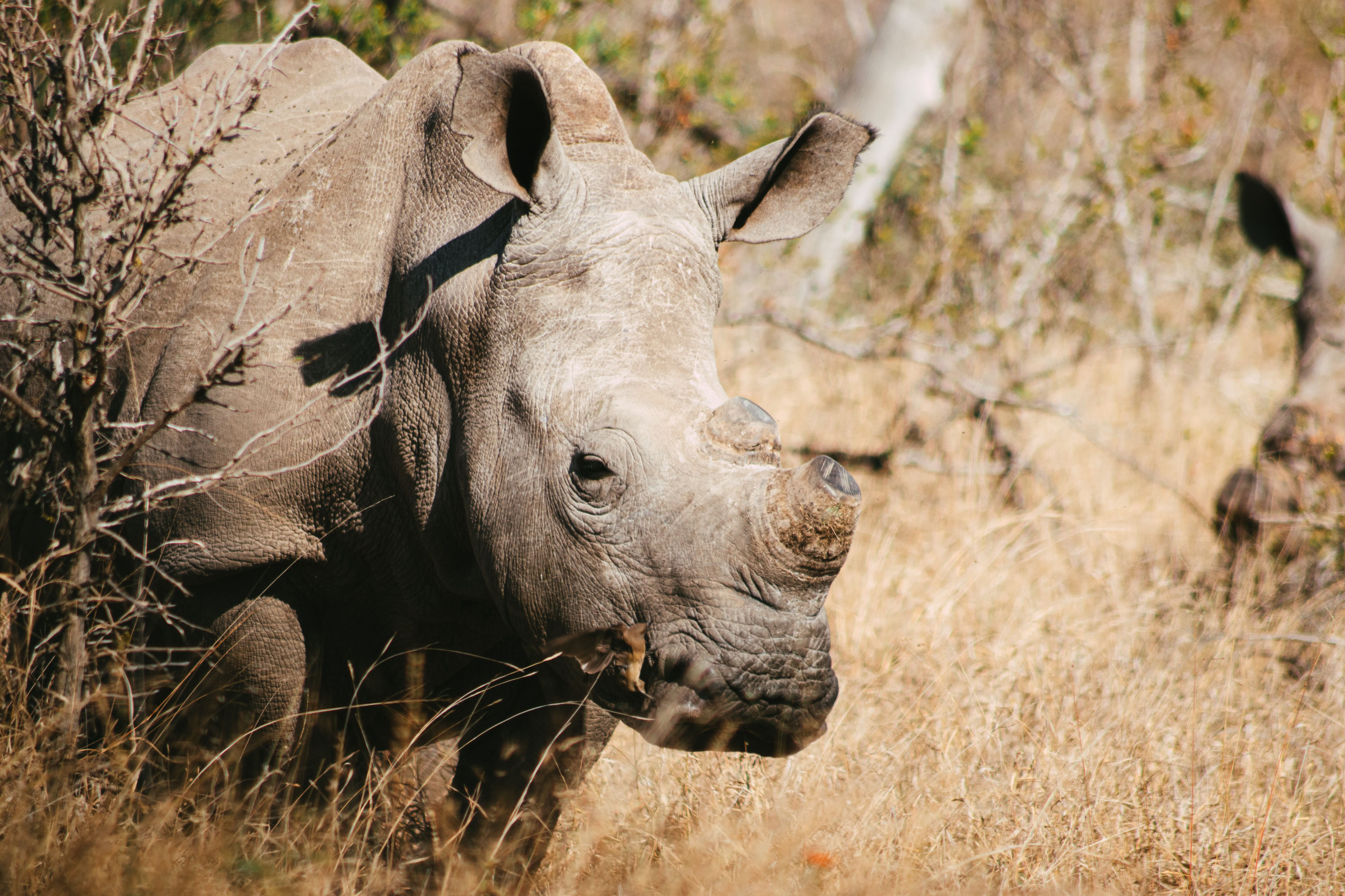 Close-up detail of a white rhinoceros's textured skin and horn in the bush.