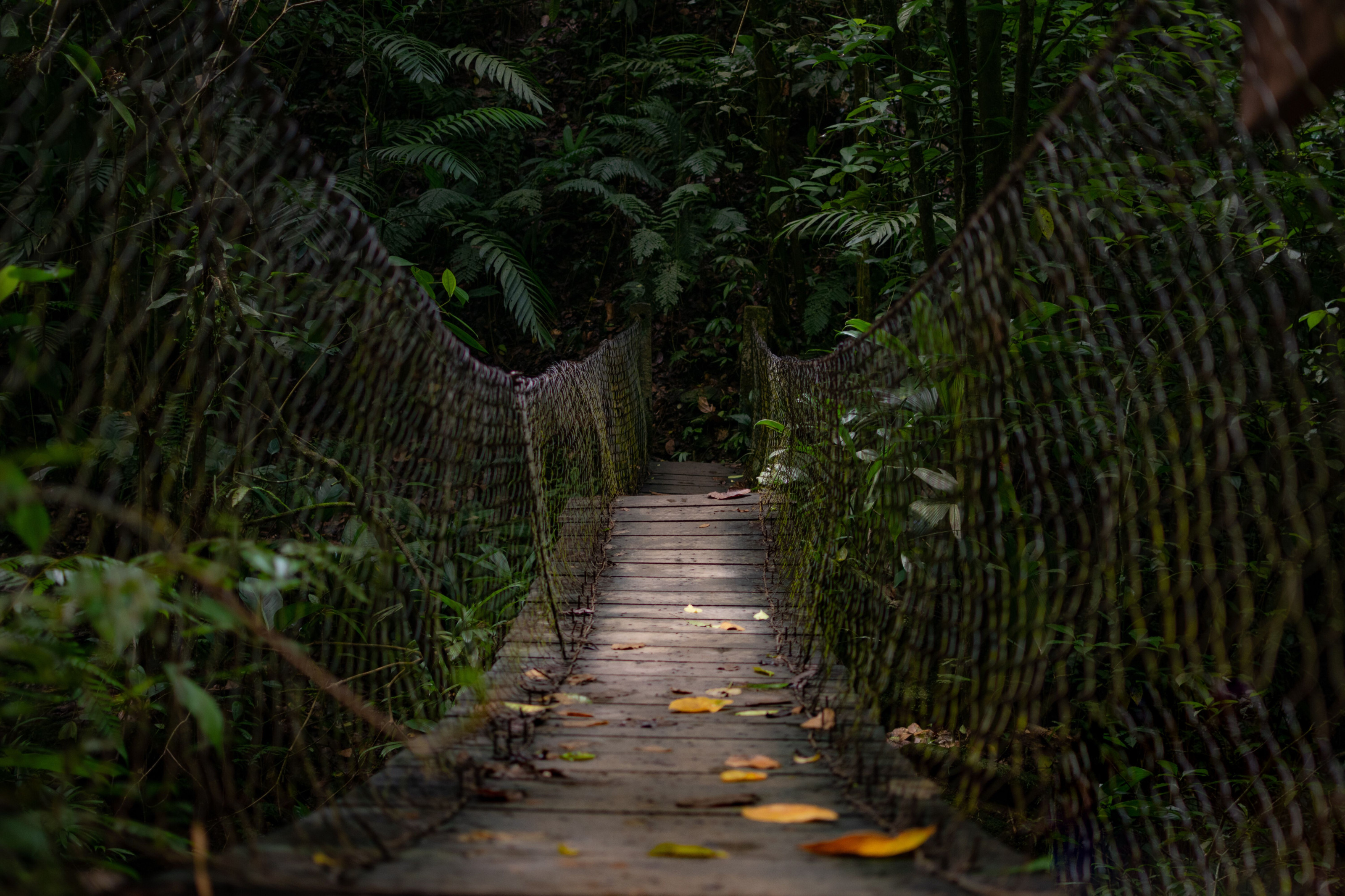 An empty wooden suspension bridge winds through dense, lush rainforest canopy.