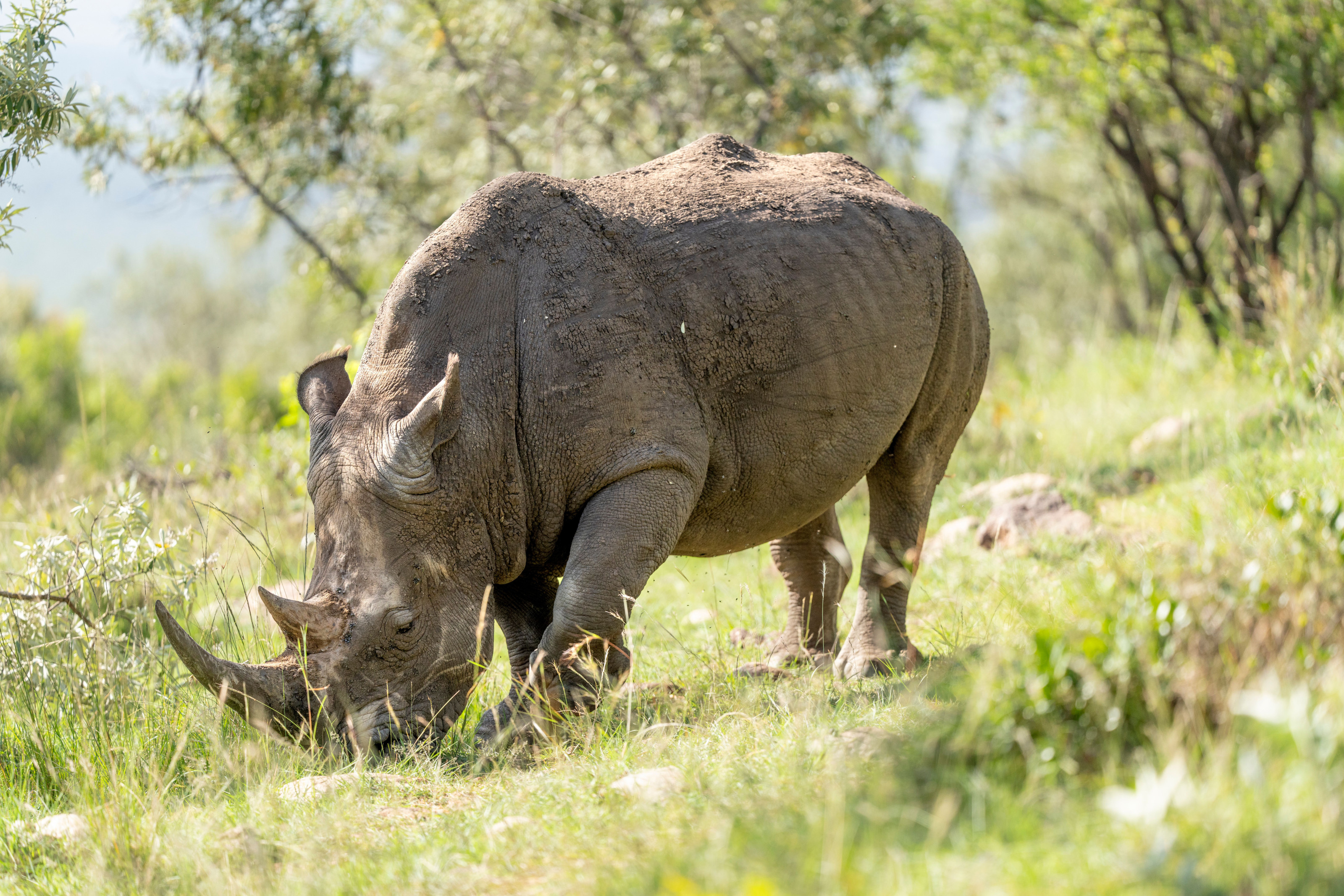 A white rhinoceros grazes peacefully across the grasslands of Kenya.