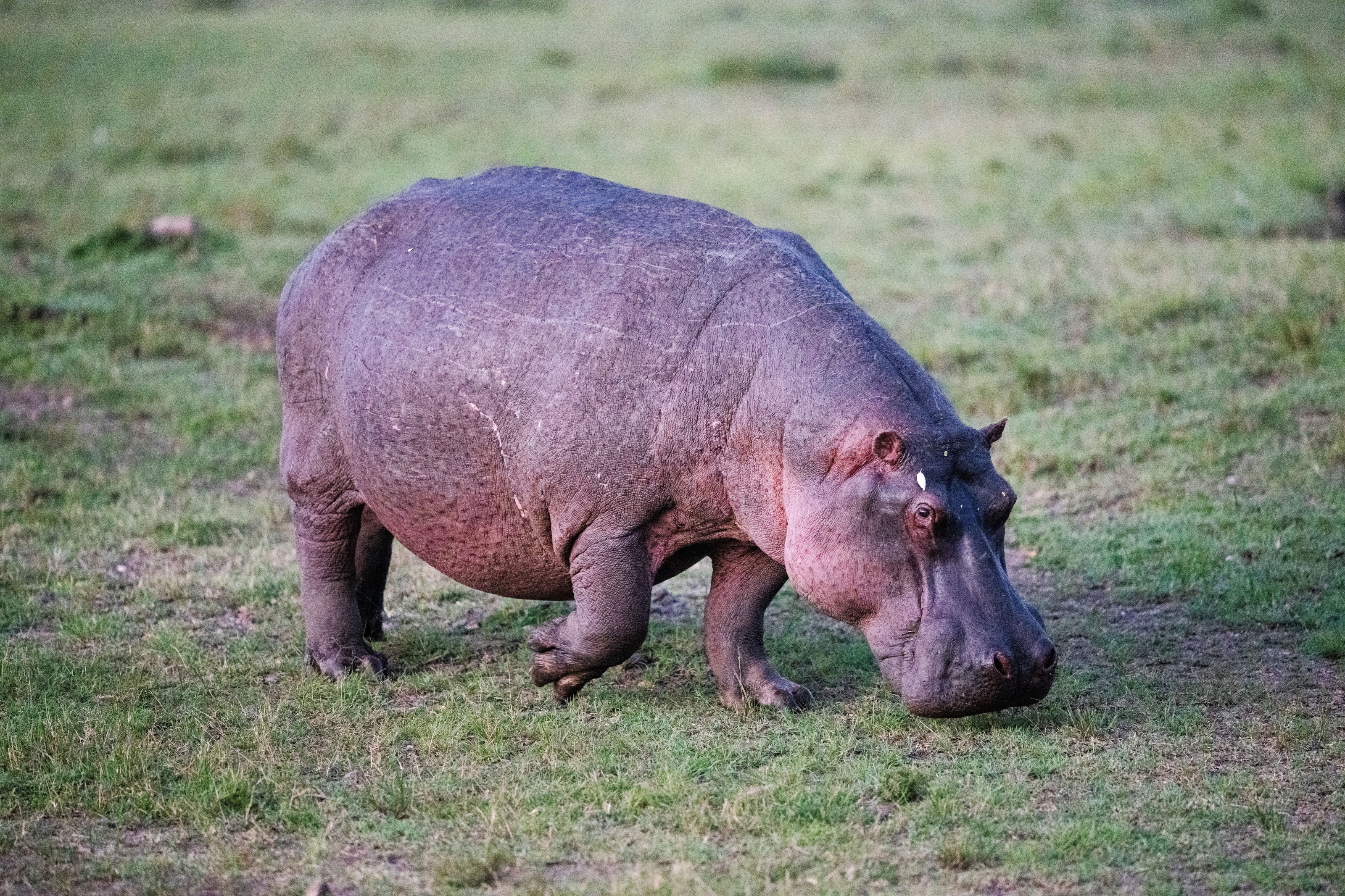 A hippopotamus grazes on grass beside a spring-fed waterway in a Kenyan reserve.