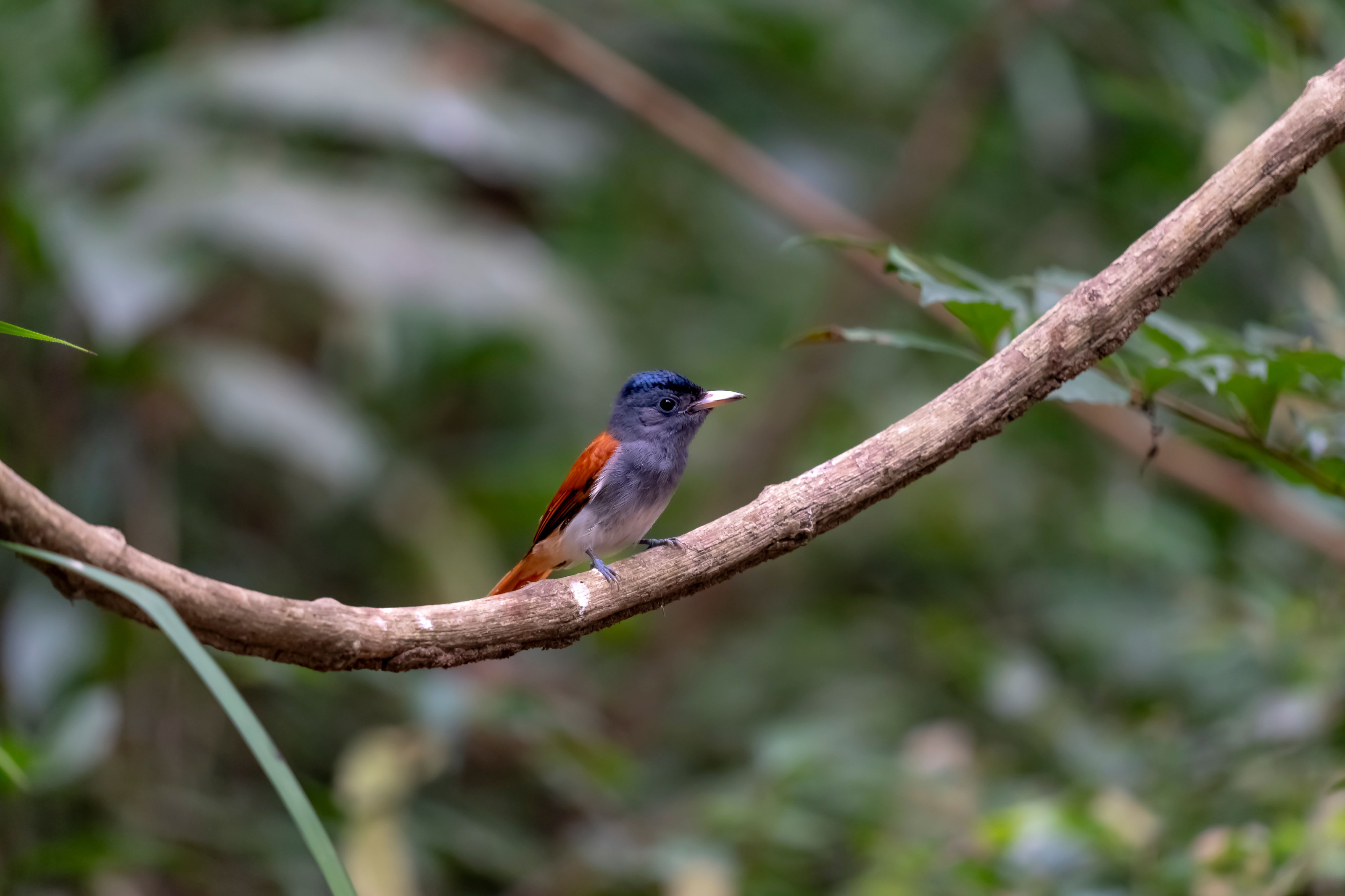 A small bird with vivid red and blue feathers perches on a branch in a green forest.