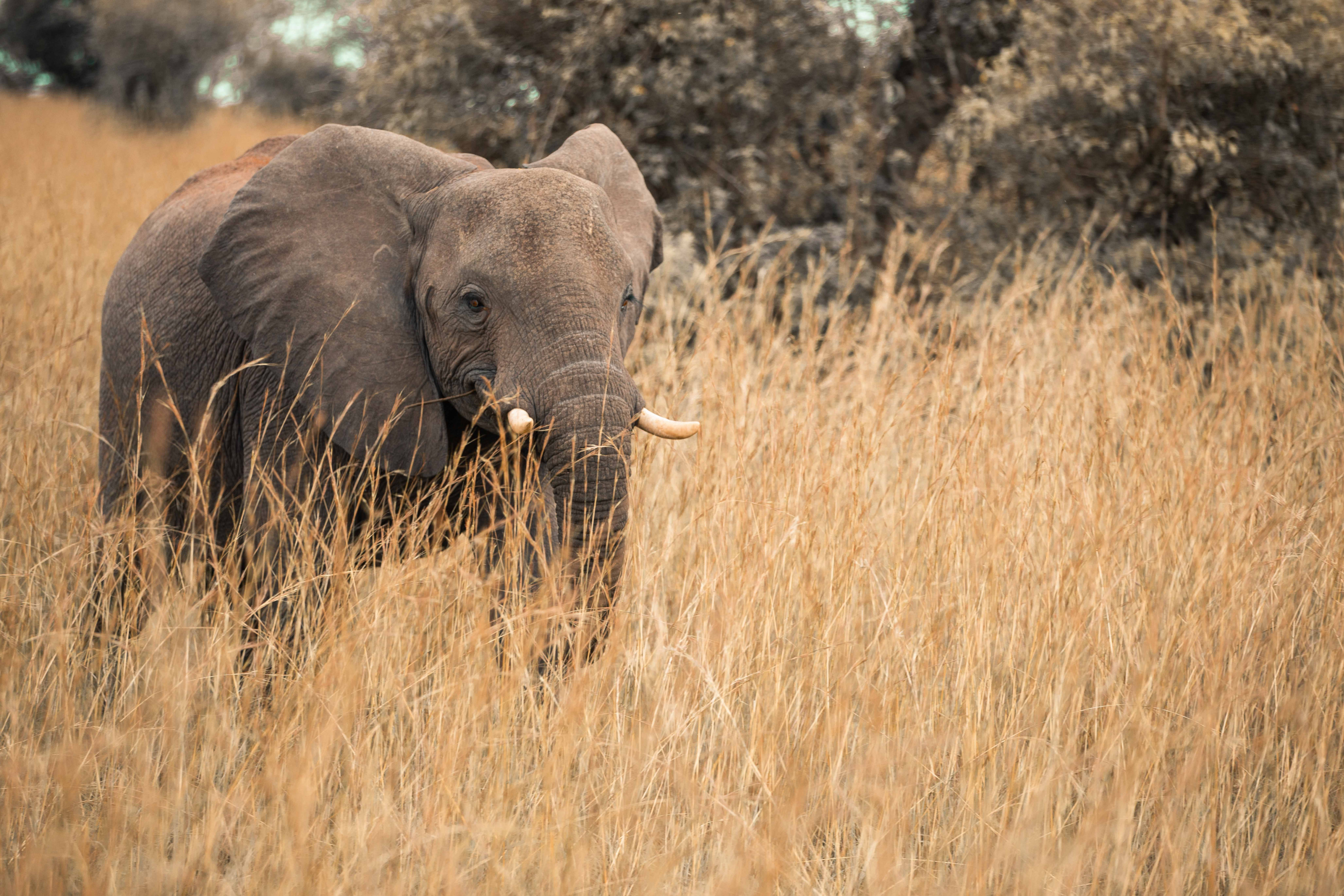 A lone elephant walks across the open dusty savanna of a Ugandan wildlife reserve.