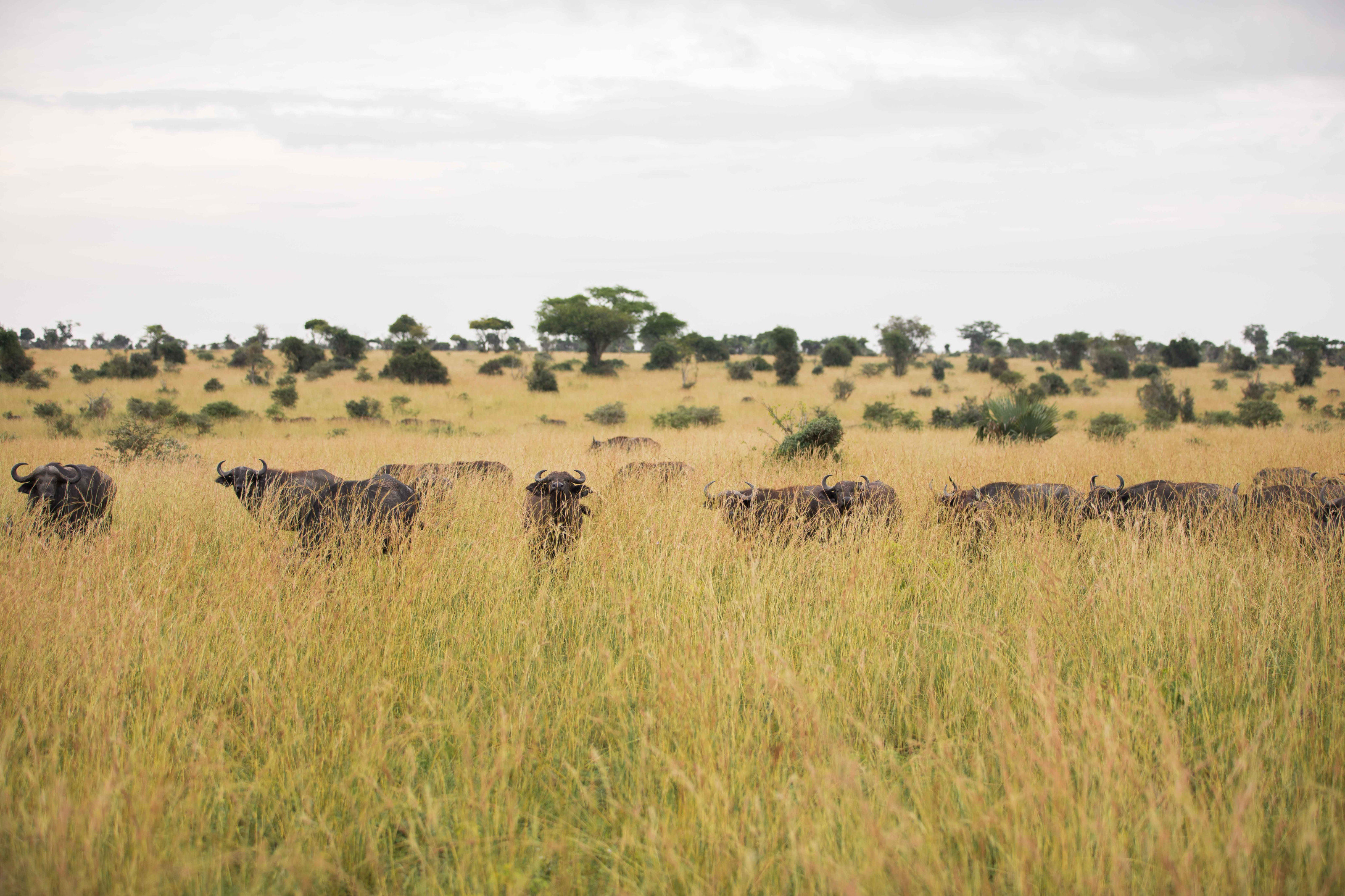 Kidepo Valley National Park