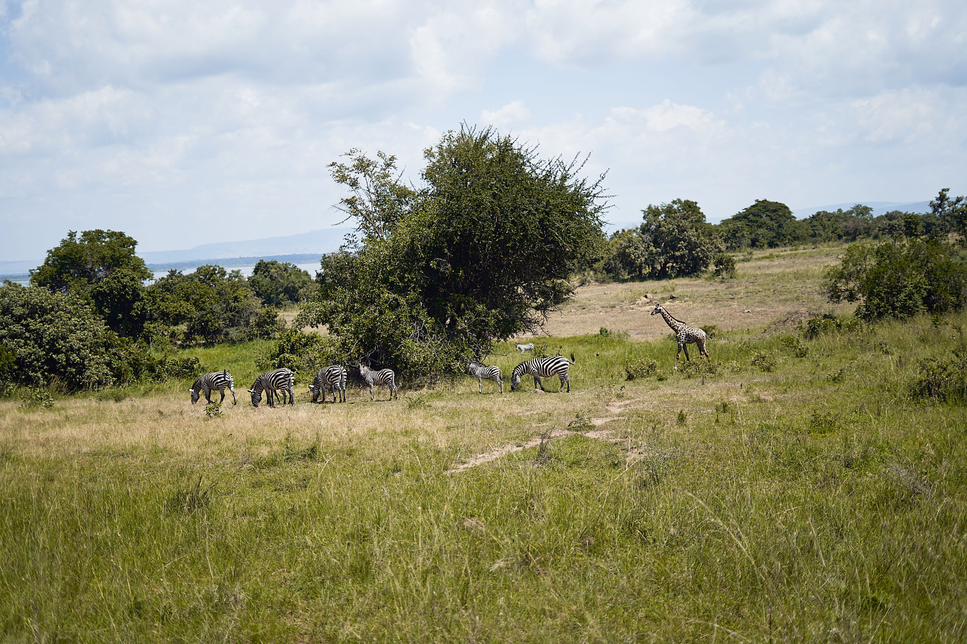 Zebras graze on open grassland near a lone acacia tree and a distant giraffe under clear skies.