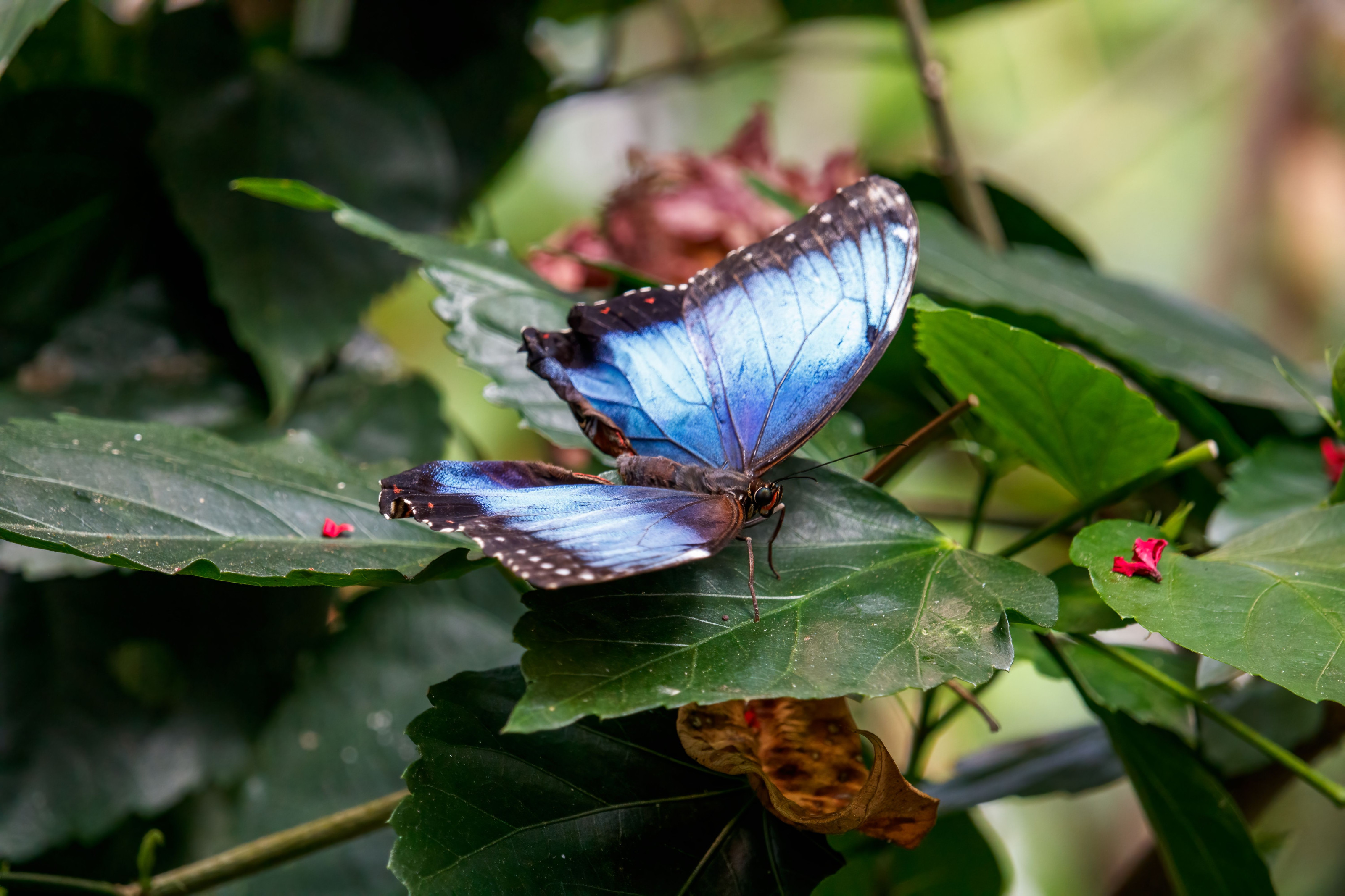 A vividly colored butterfly resting on green foliage in the rainforest understory.