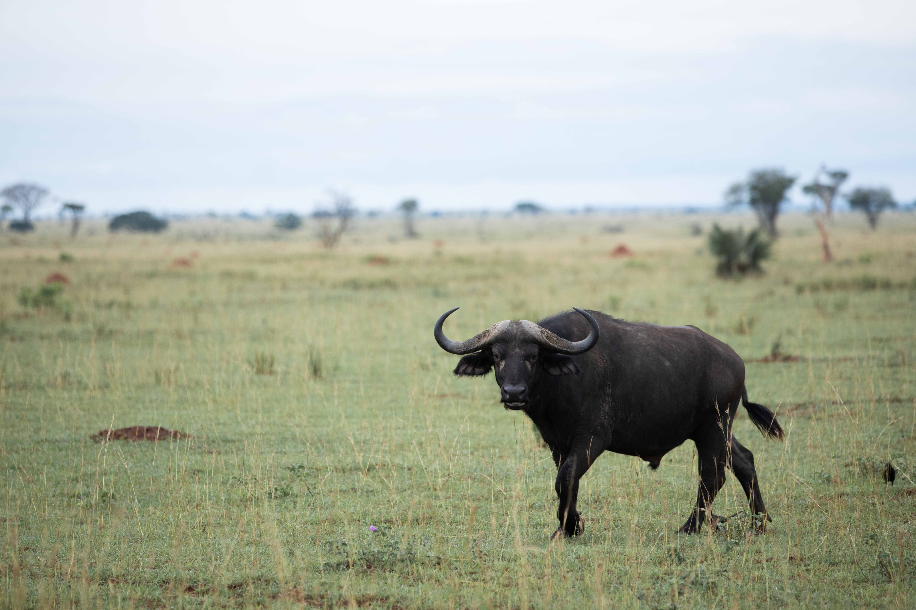 A close view of a lone buffalo's weathered horns and hide against the dry savanna backdrop.