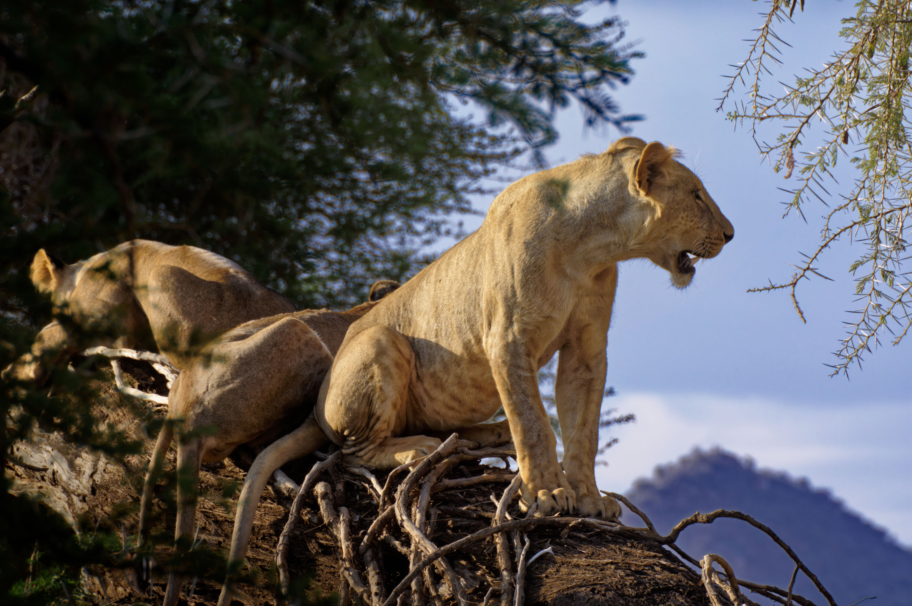 A pride of lions rests draped over sturdy tree branches in the East African savanna.
