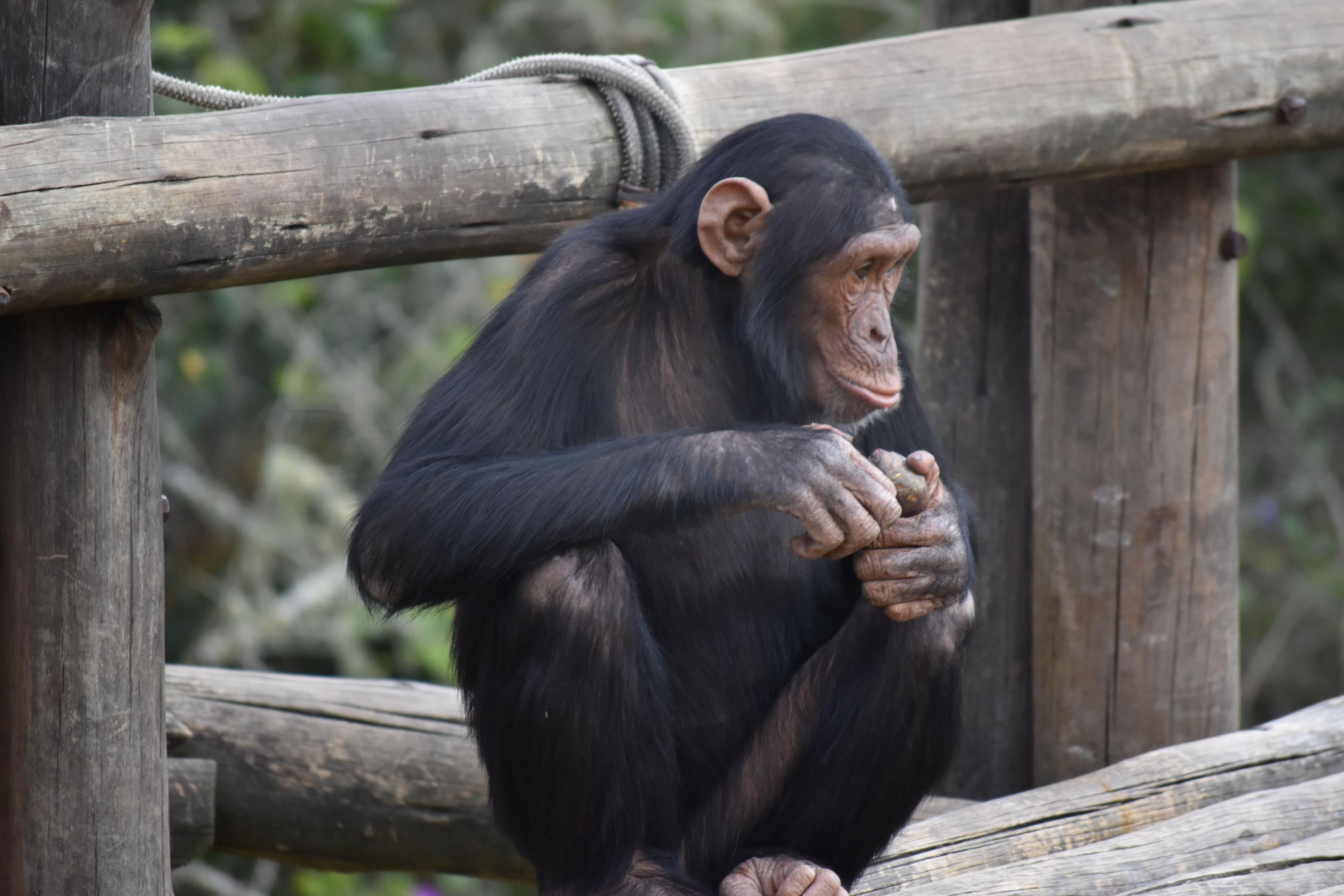 A chimpanzee rests on a weathered log, framed by dense green undergrowth.