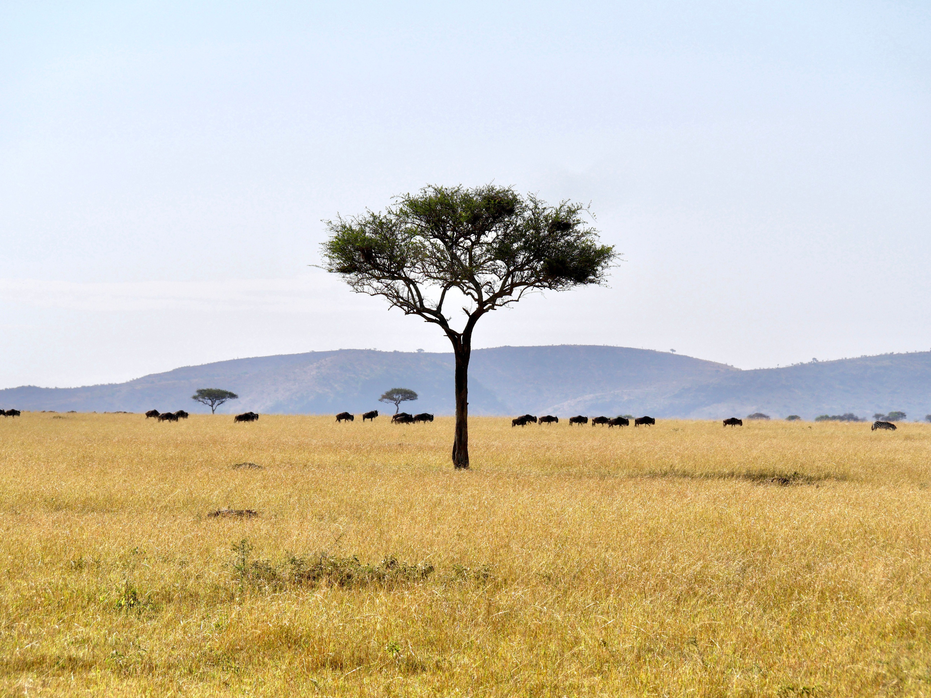 A lone acacia tree stands over the vast open plains of the Serengeti with wildebeest grazing in the distance.