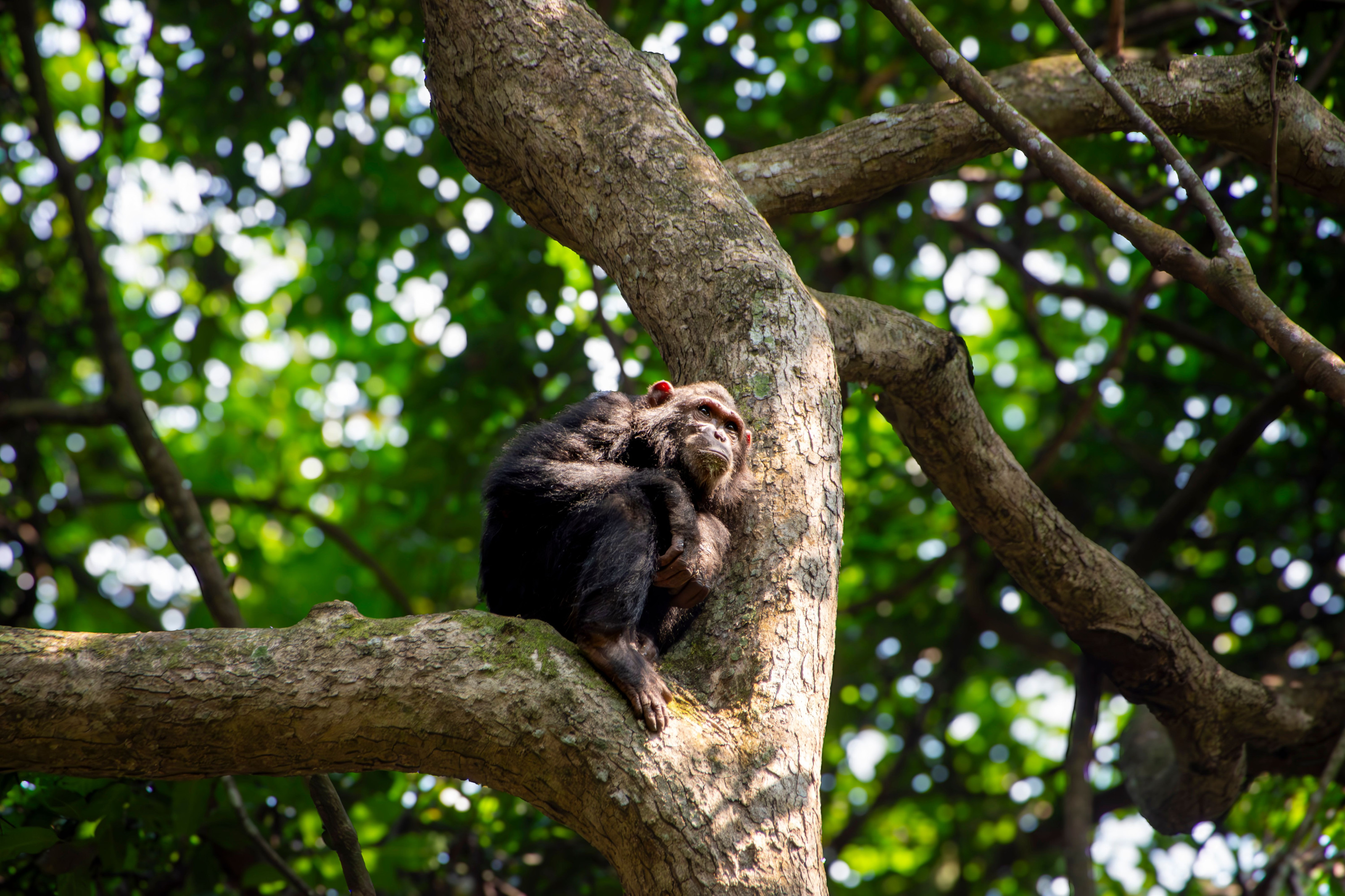 A chimpanzee relaxes on a tree branch deep within the Tanzanian forest.