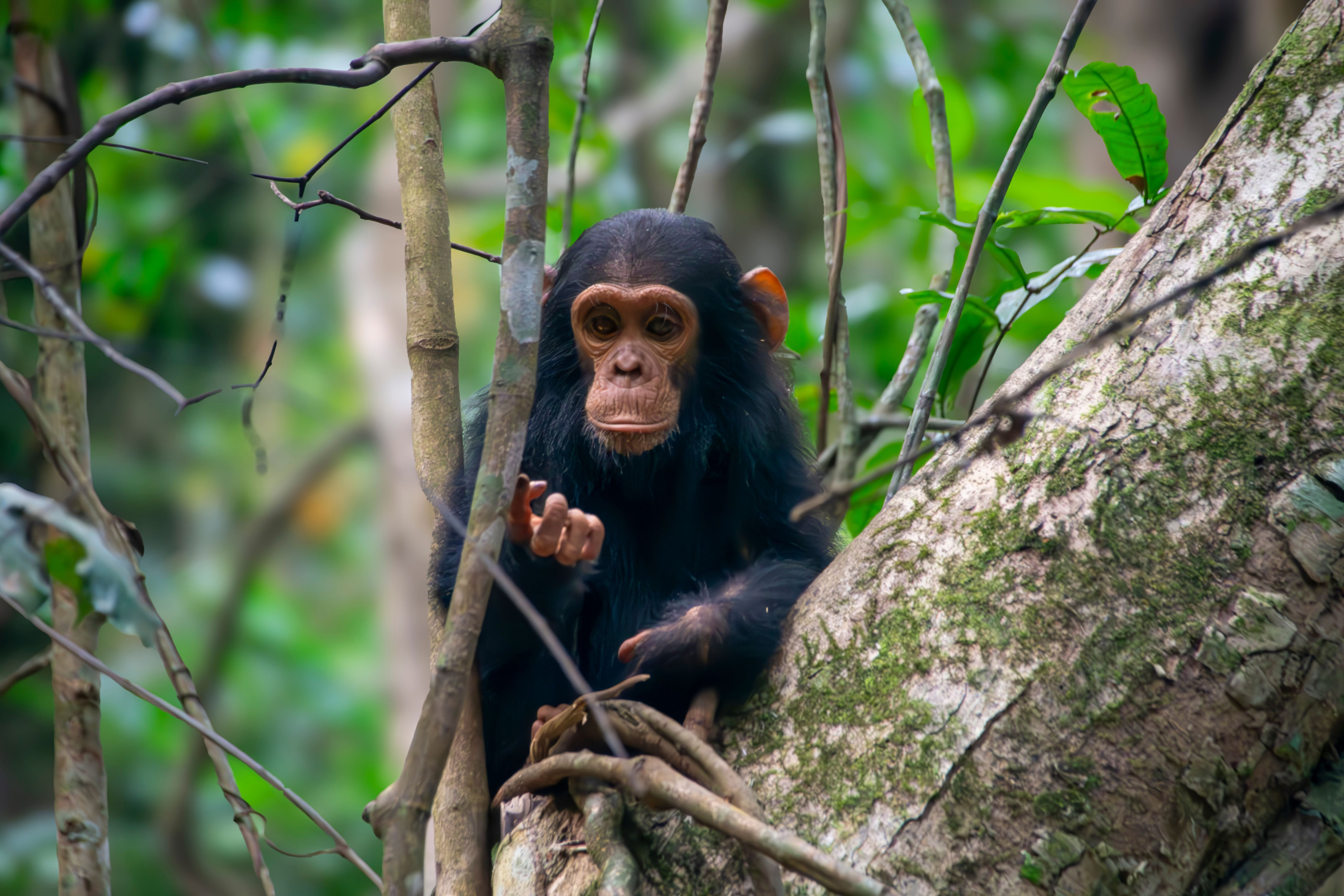 A young chimpanzee sits alert amid the dense green understory of a tropical forest.
