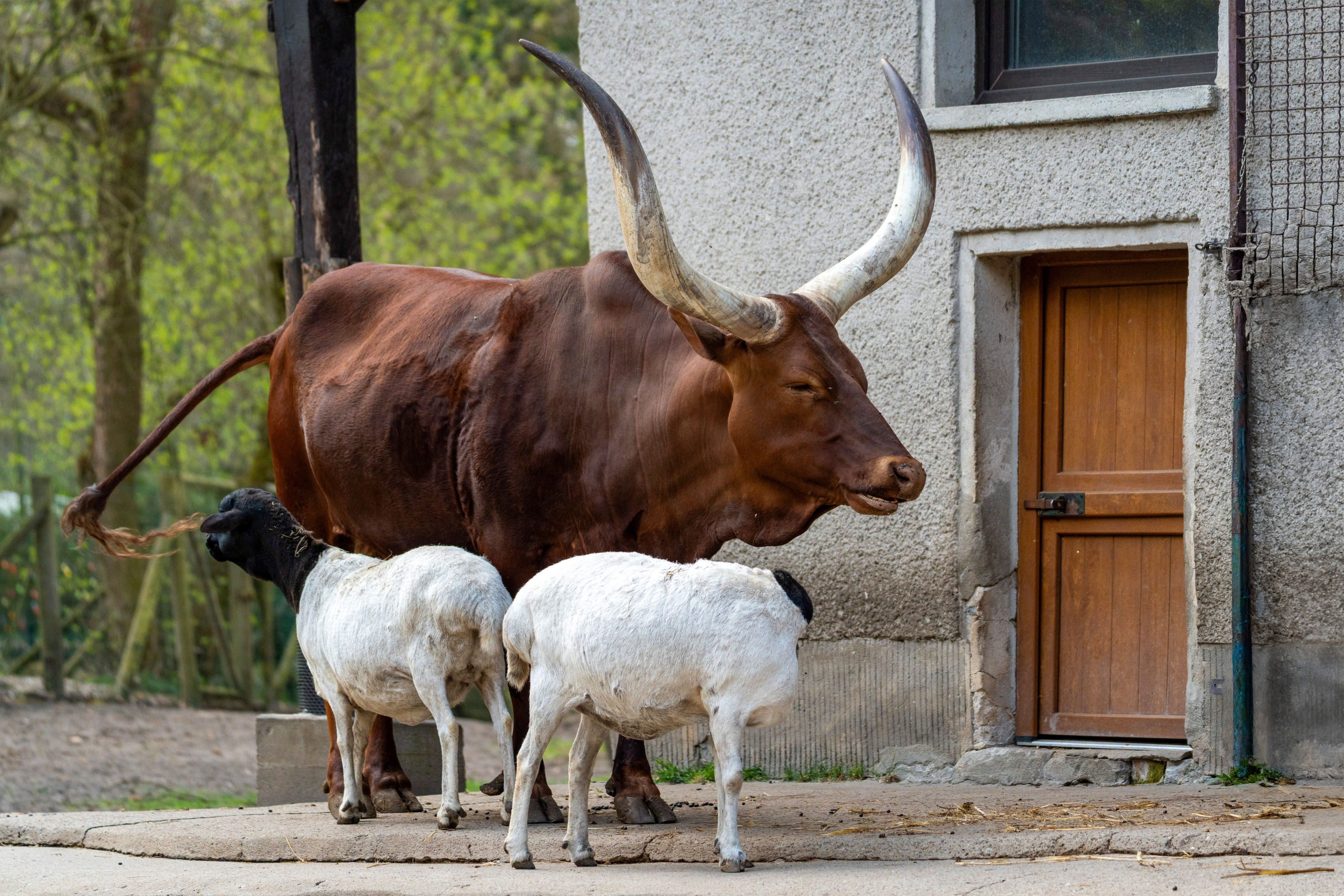 A long-horned Ankole bull stands calmly beside a simple rural homestead.