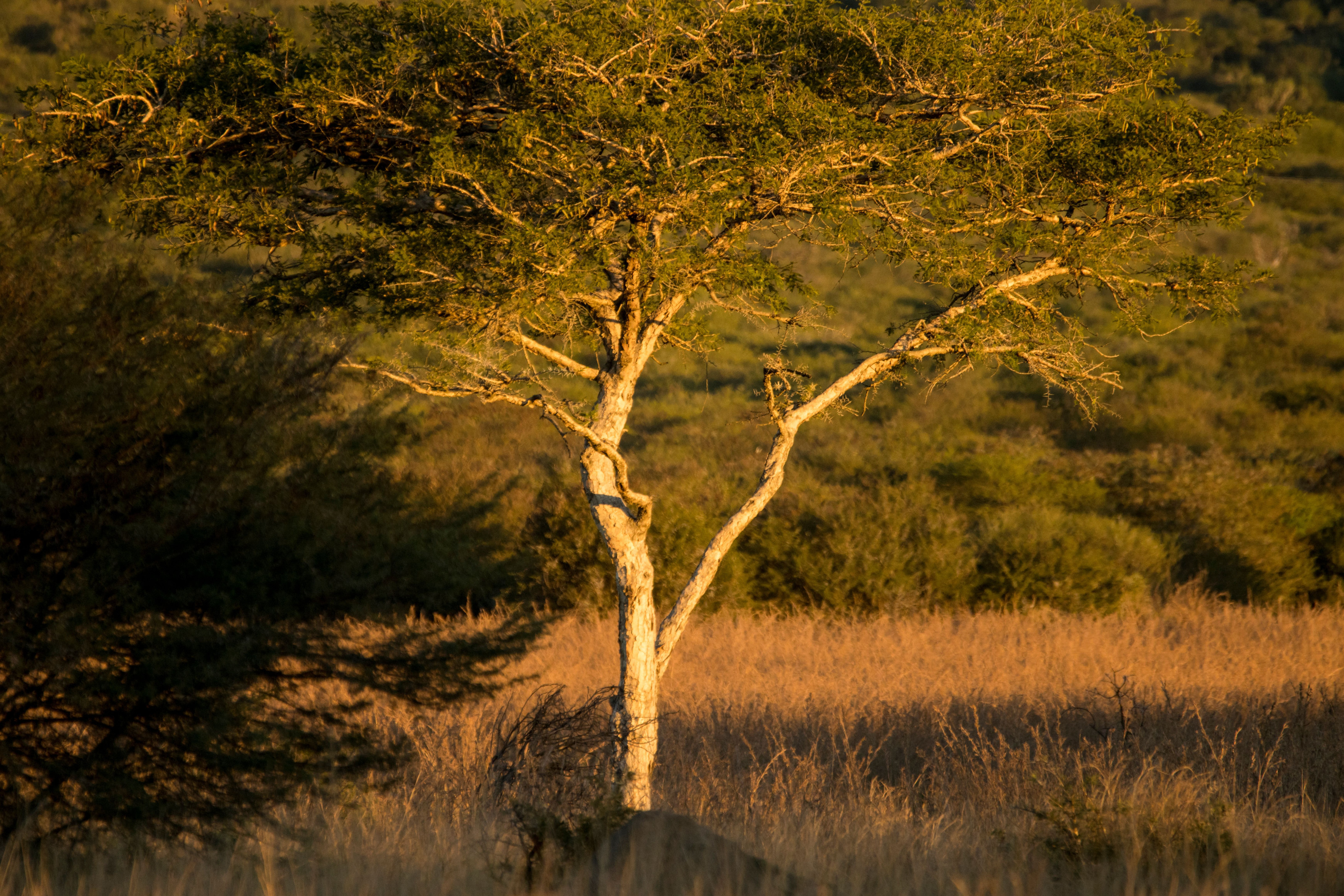 A single acacia tree stands silhouetted against the golden light of the savanna.