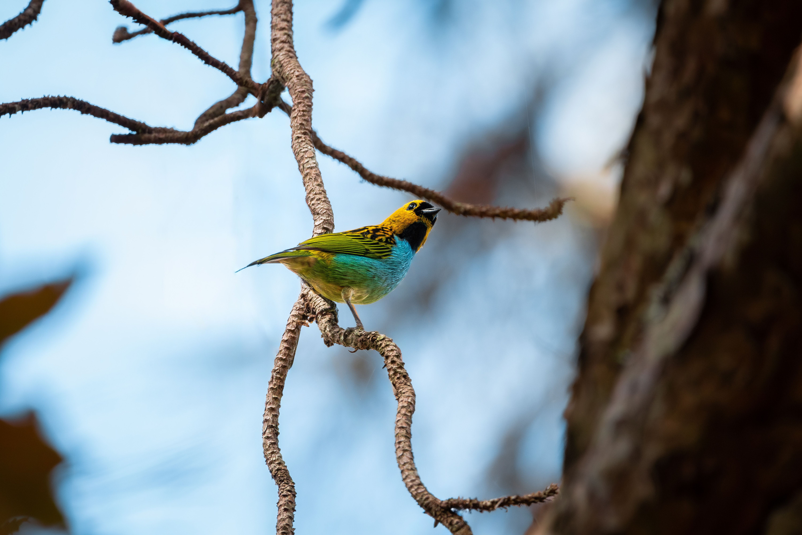 A bird with yellow and green feathers perches on a twisted branch.