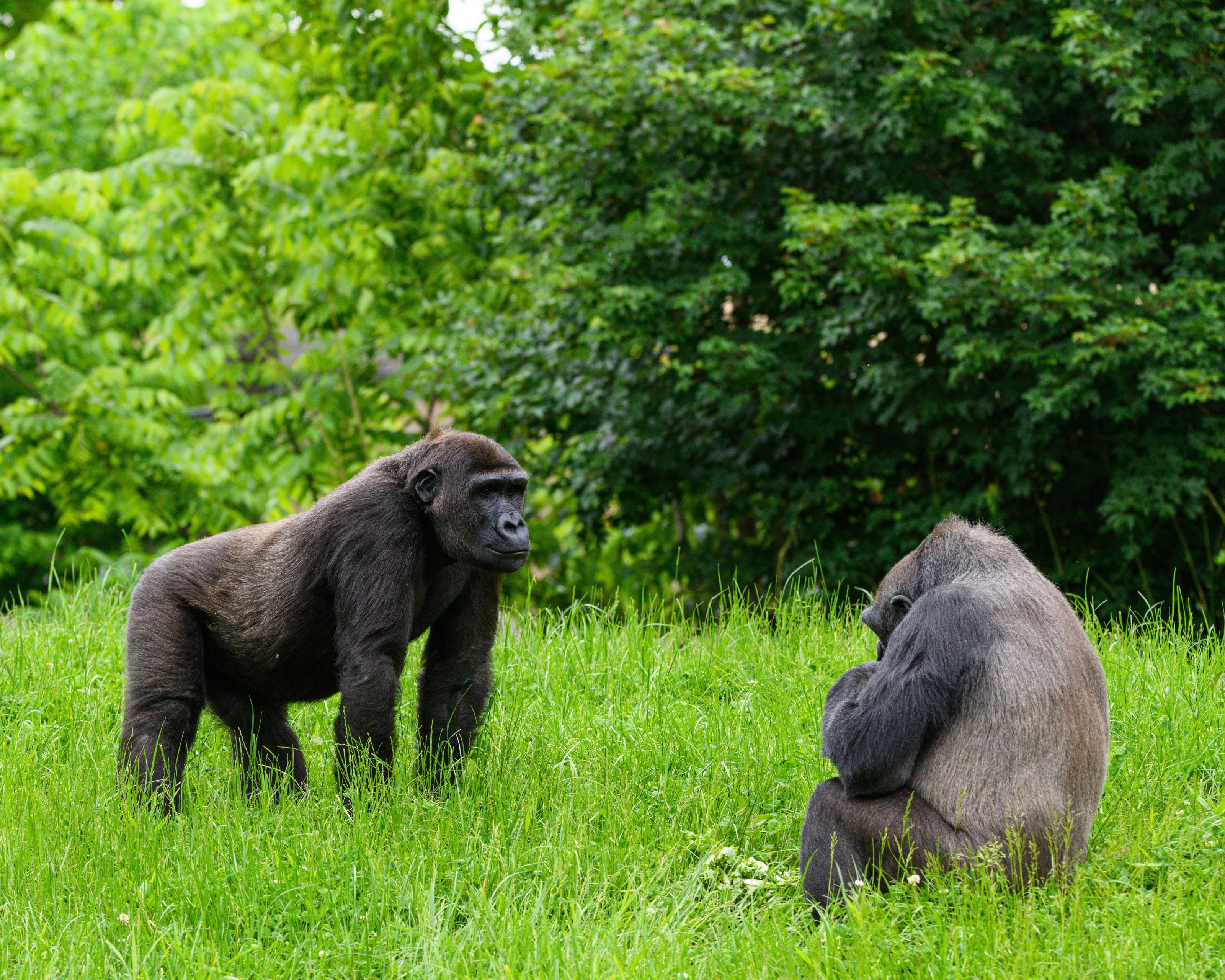 Two gorillas rest together in a lush green forest clearing, part of a wild family group.