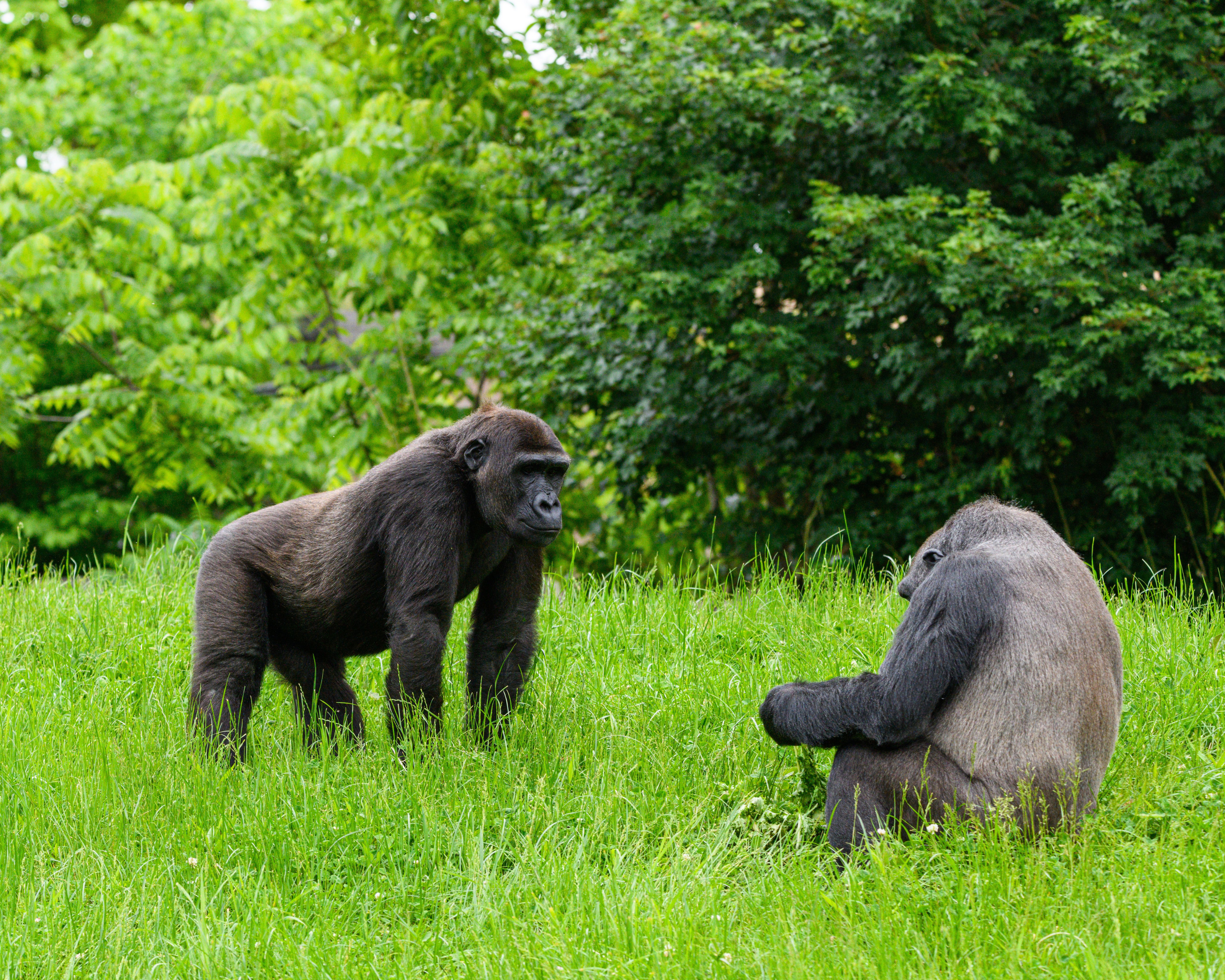 Two gorillas interacting together in lush green surroundings.