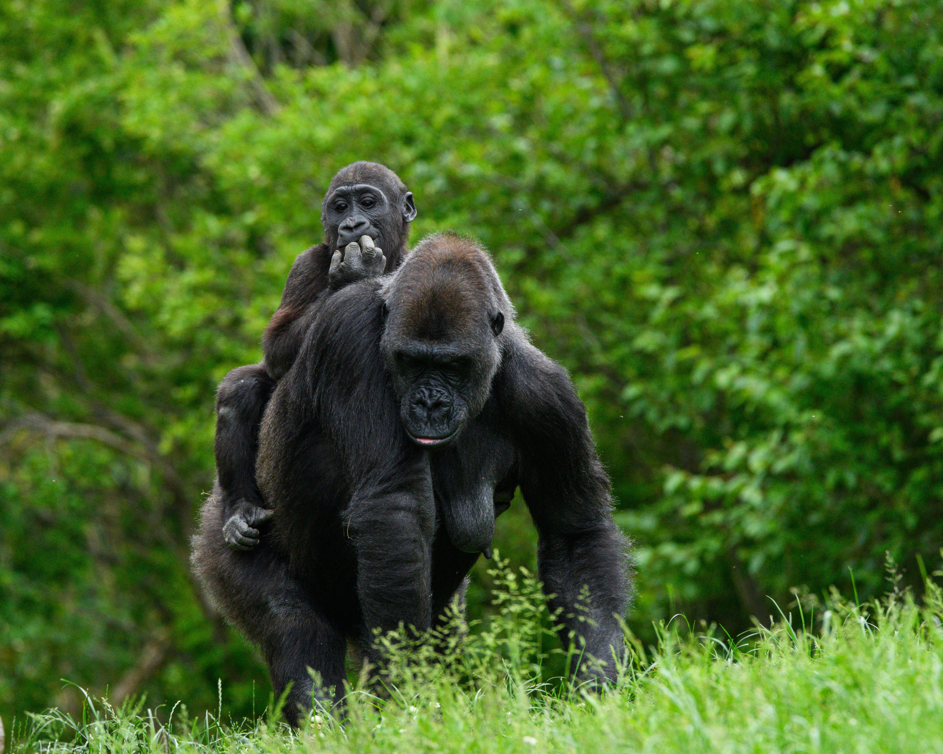 A mother gorilla carries her baby clinging to her back through the lush forest greenery.