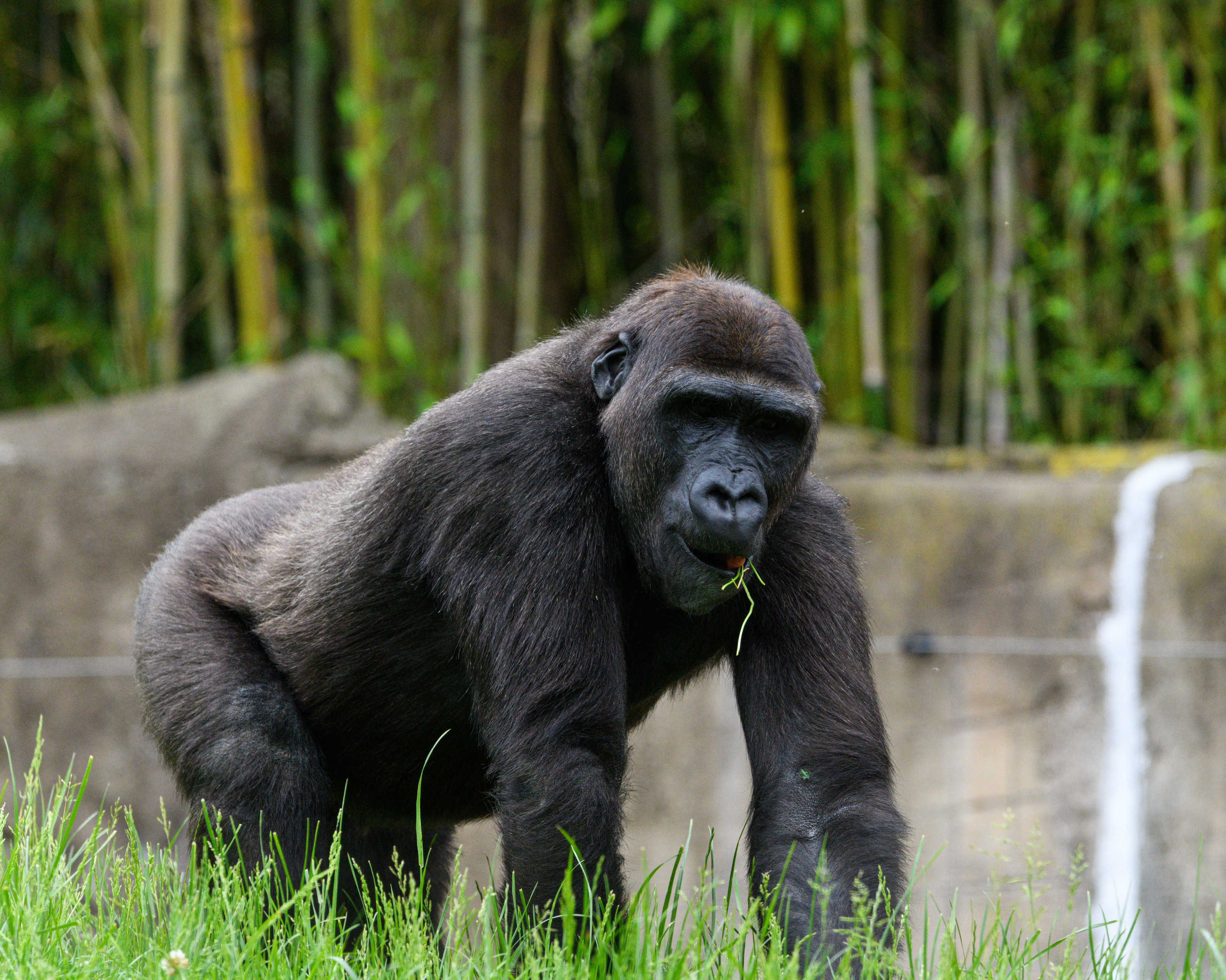 A gorilla feeding on grass in its natural forest habitat.
