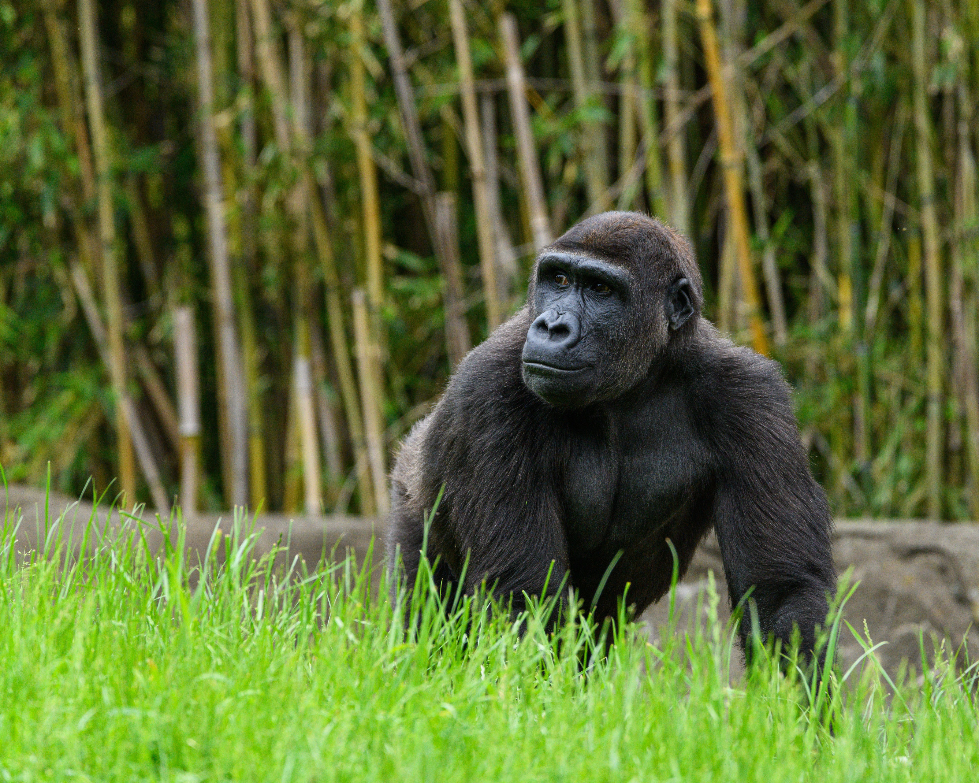 A gorilla stands amid tall grass with bamboo stems rising in the background.