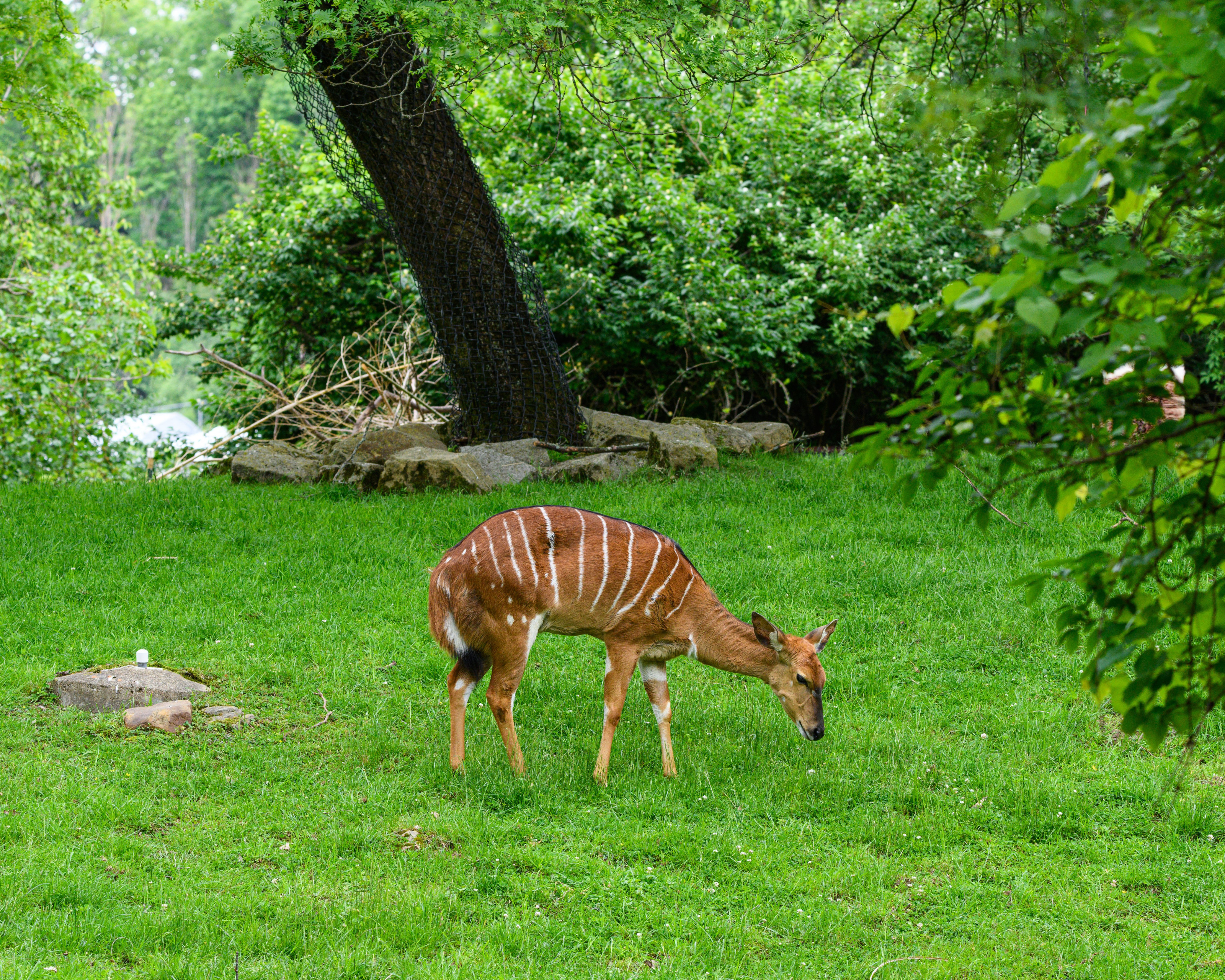 A nyala antelope grazes peacefully in a lush highland meadow.
