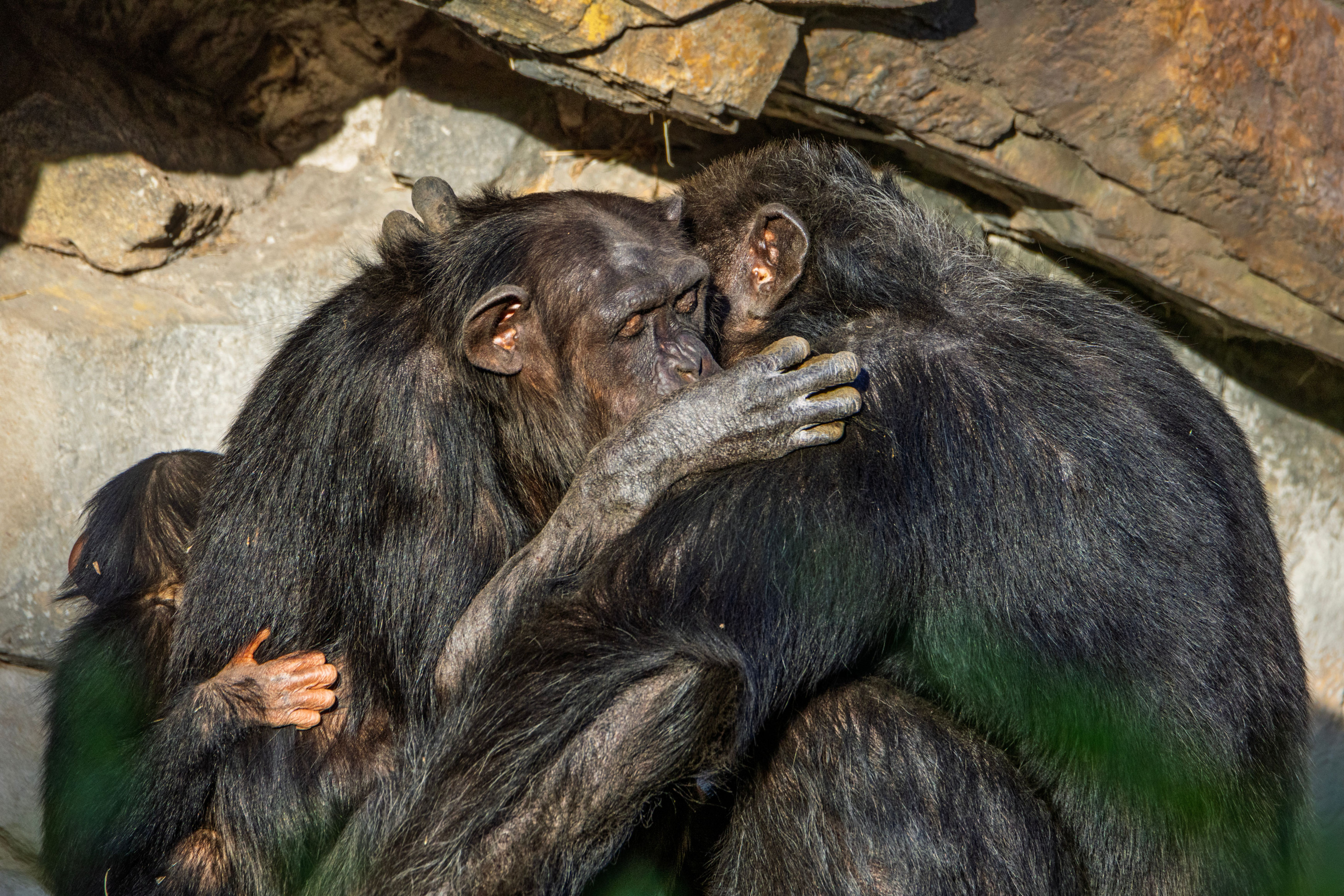 A family of chimpanzees shares a close, affectionate moment on a rocky forest outcrop.