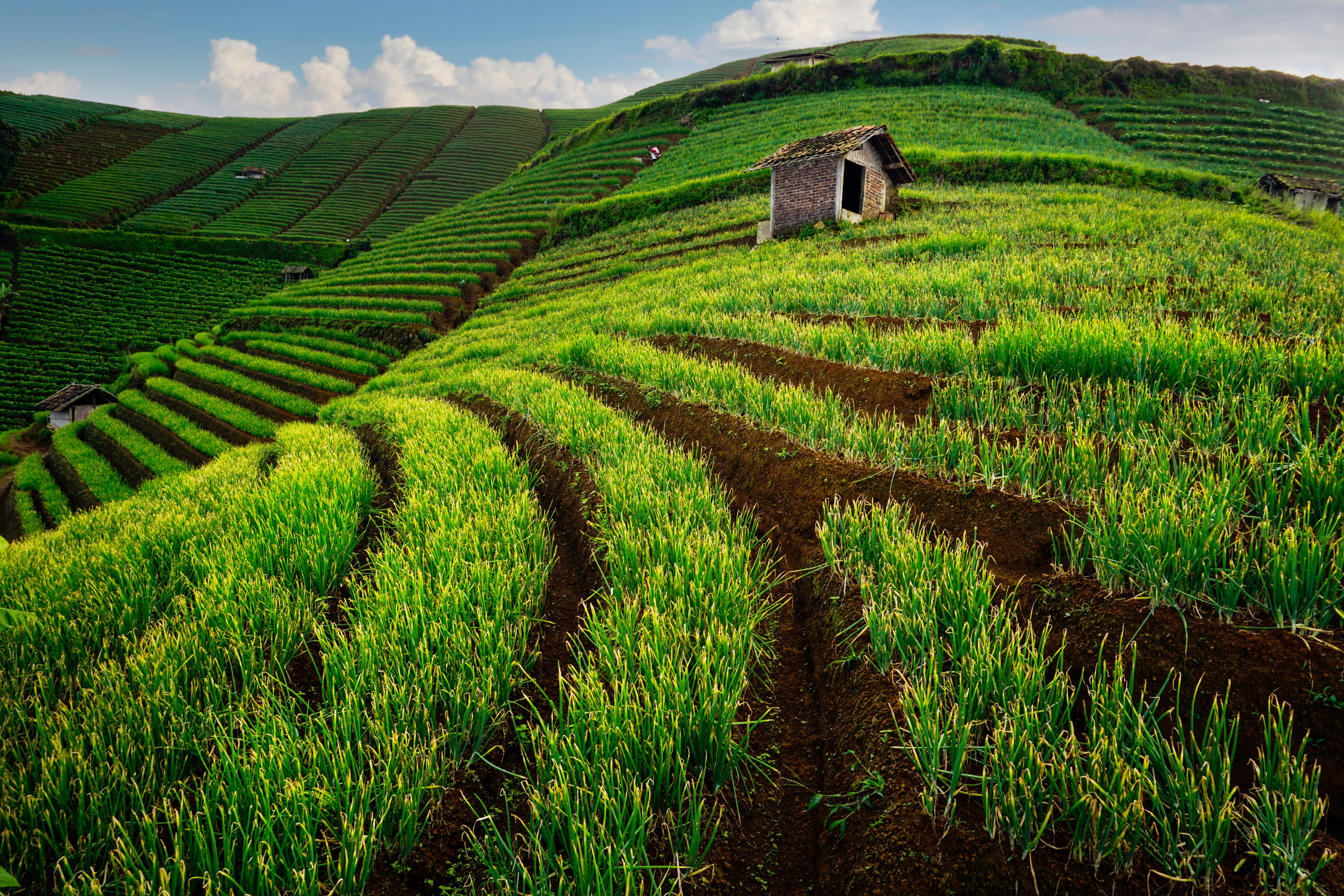 A small rustic hut sits amid neatly cut terraced fields climbing a steep green slope.