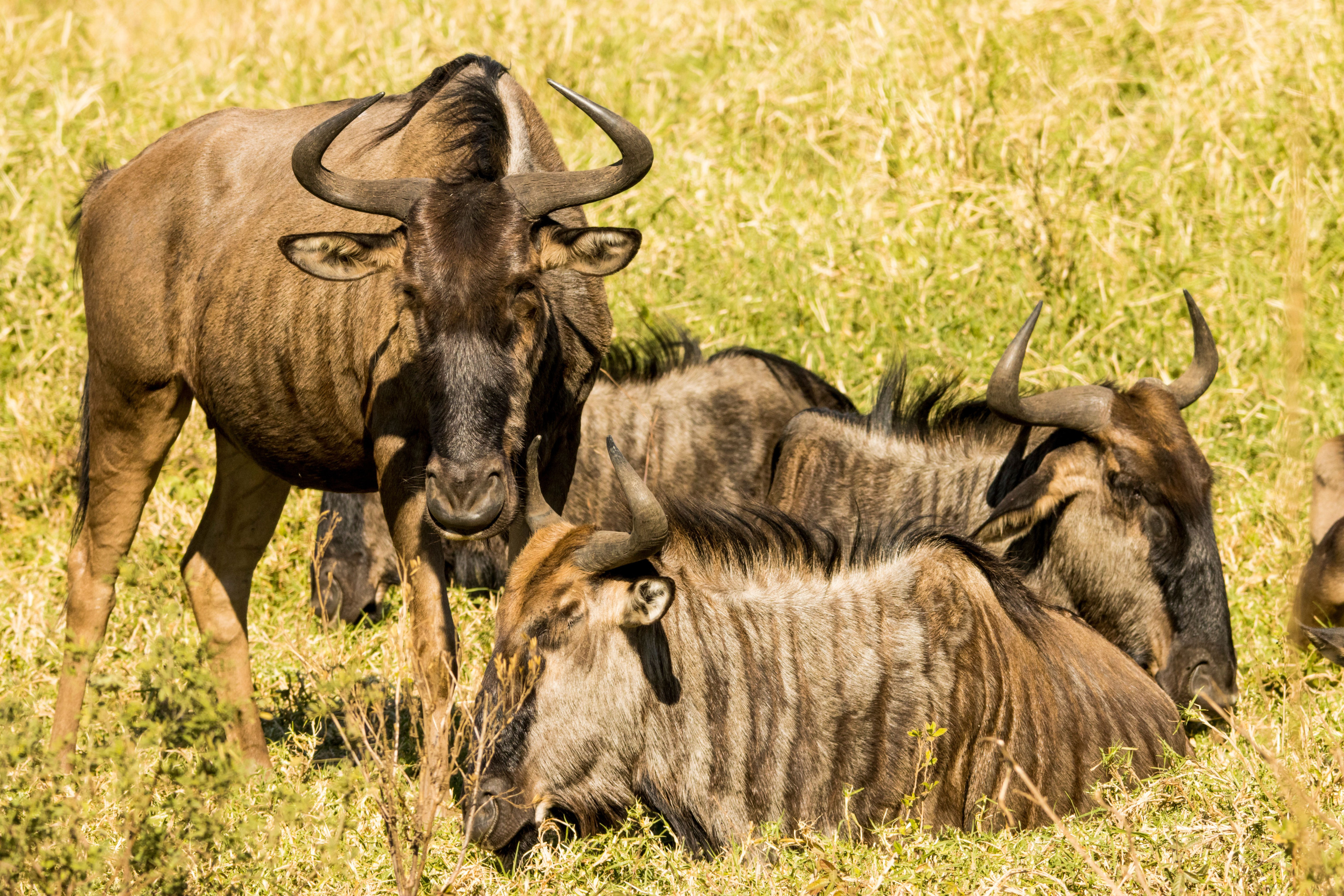 A tight group of wildebeest rests together on sunlit open grassland.