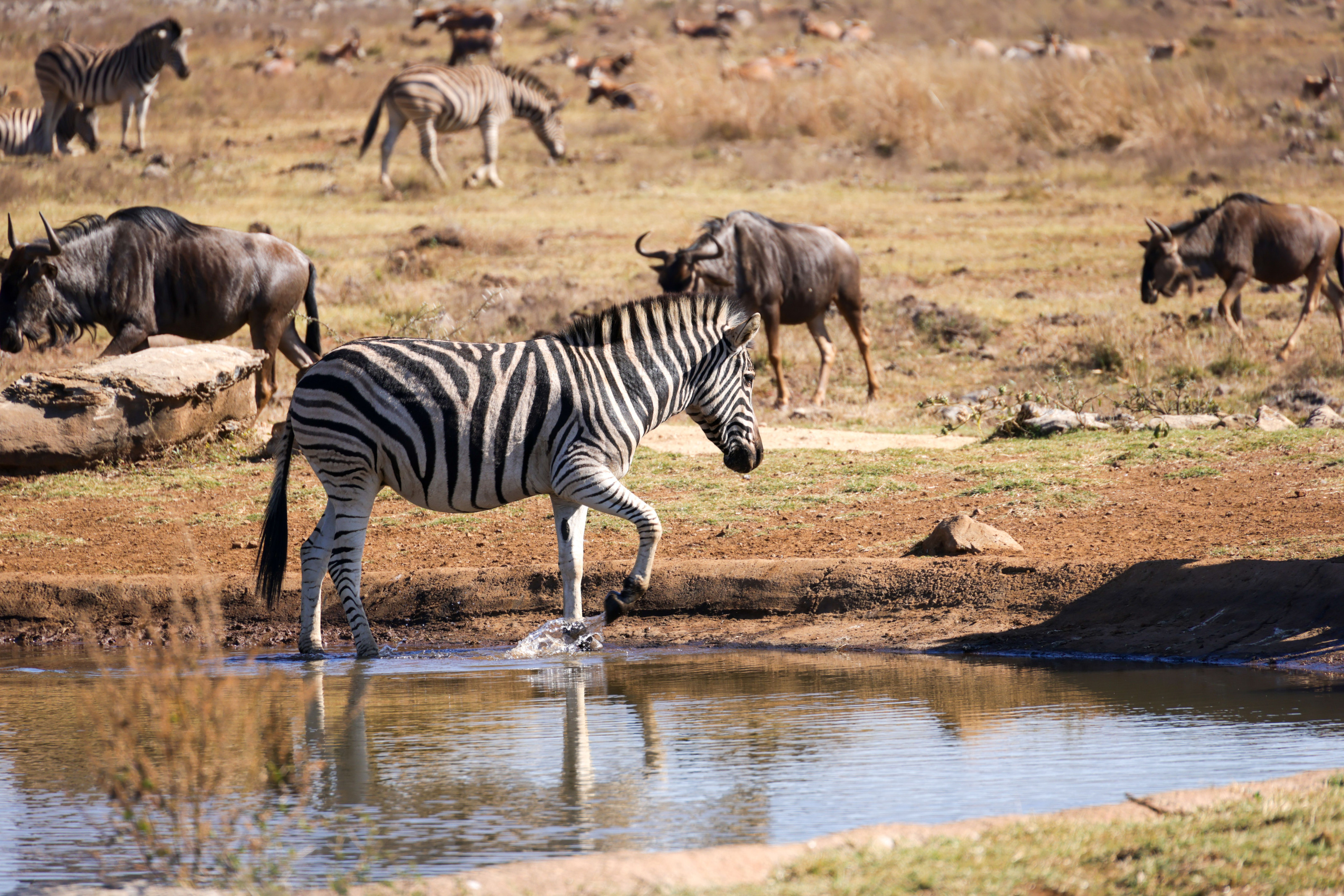 Zebras and wildebeest mingle together at a savanna watering hole.