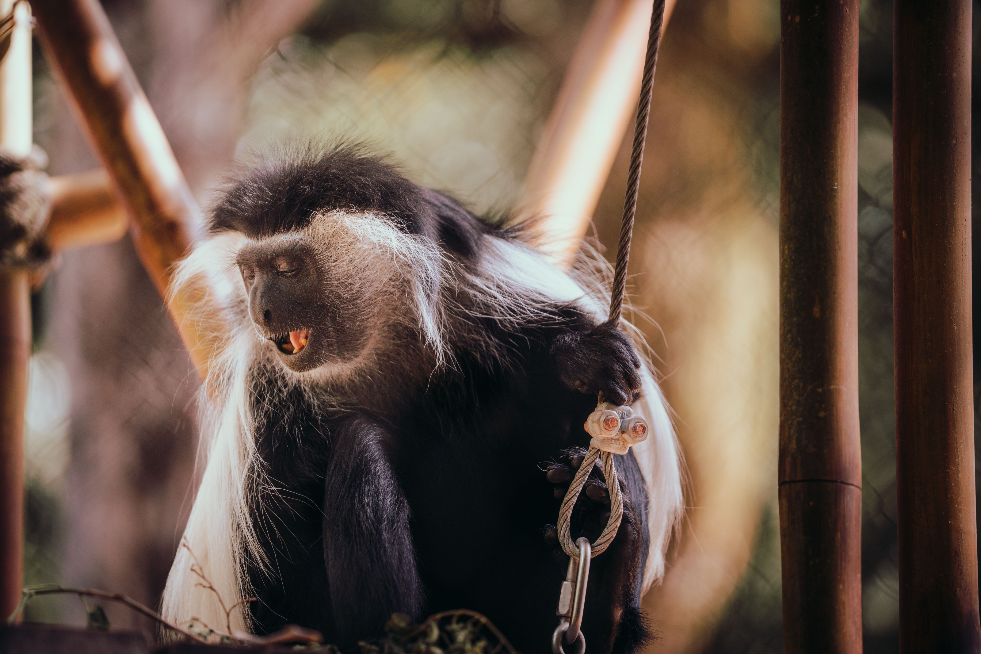 A black-and-white colobus monkey rests among leafy branches in a lush Rwandan forest.
