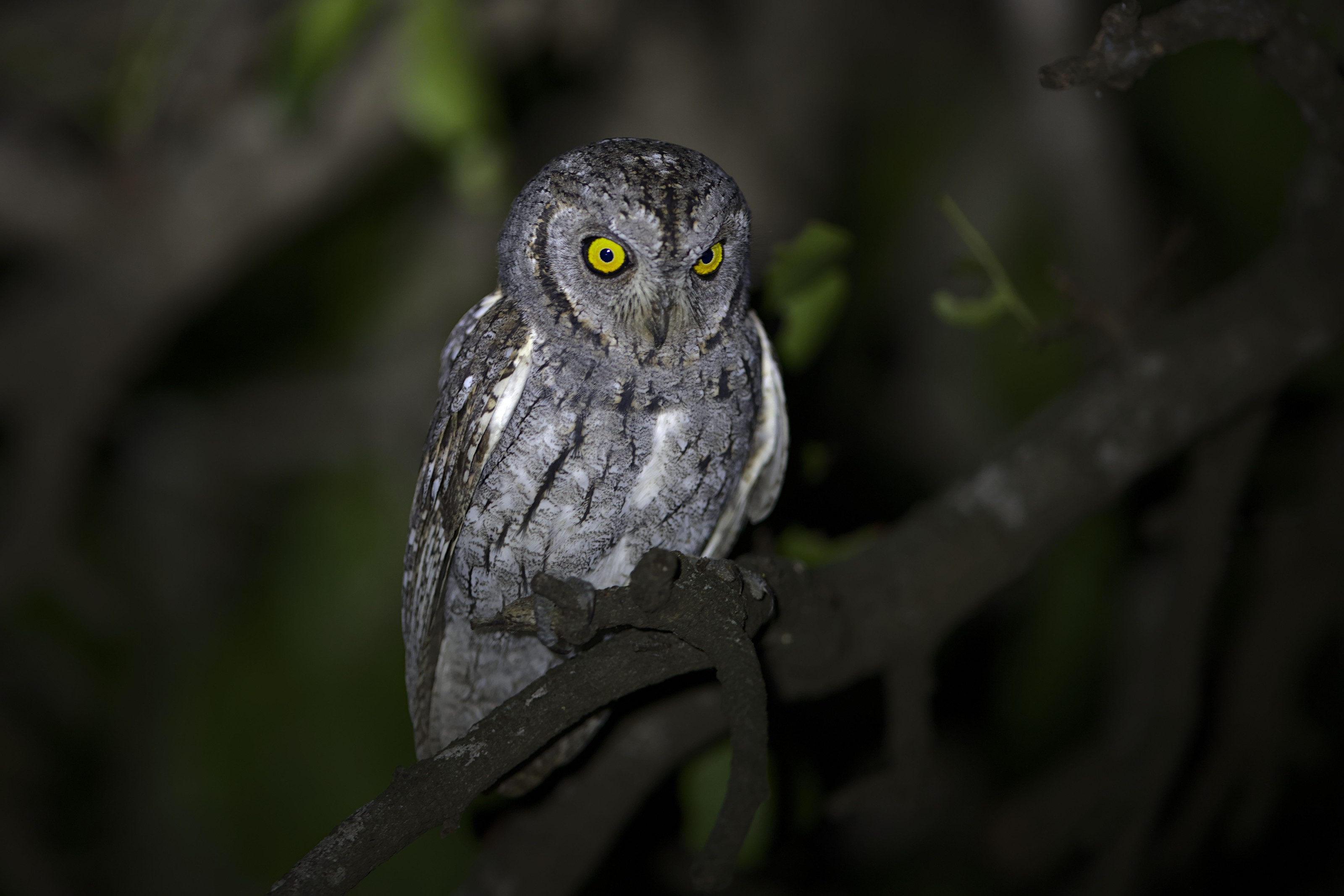 A small African scops owl perches quietly on a branch in the darkness of the forest at night.