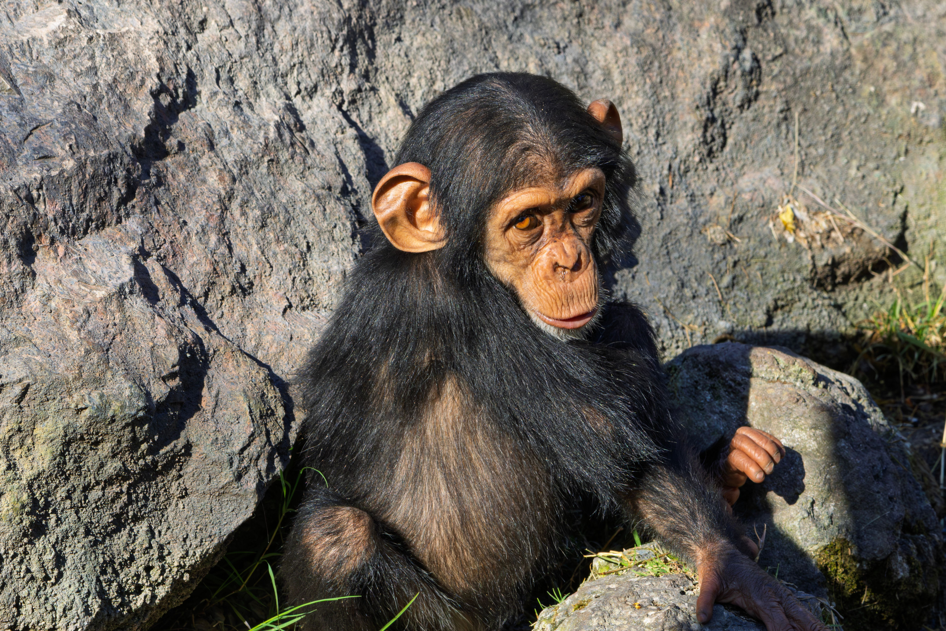 A young chimpanzee sits on a sunlit rock, surrounded by the greenery of its forest home.