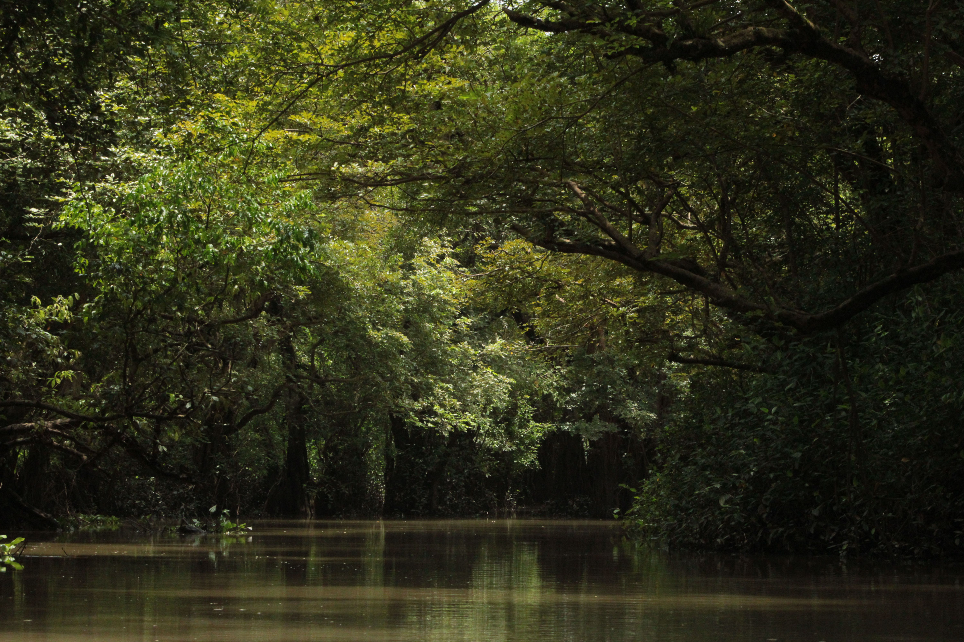 A tranquil forest river winding beneath a dense green rainforest canopy.