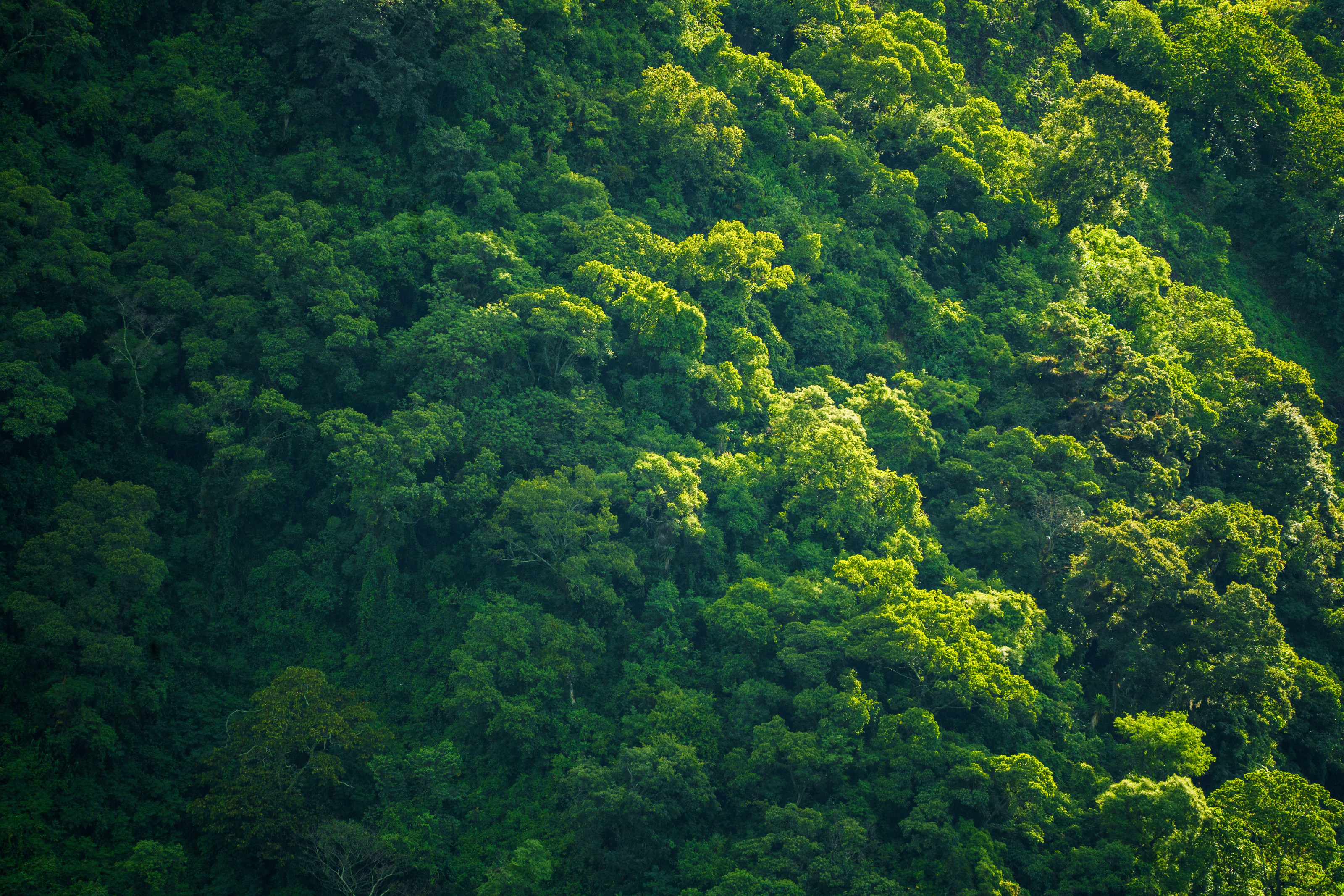 Kibale National Park