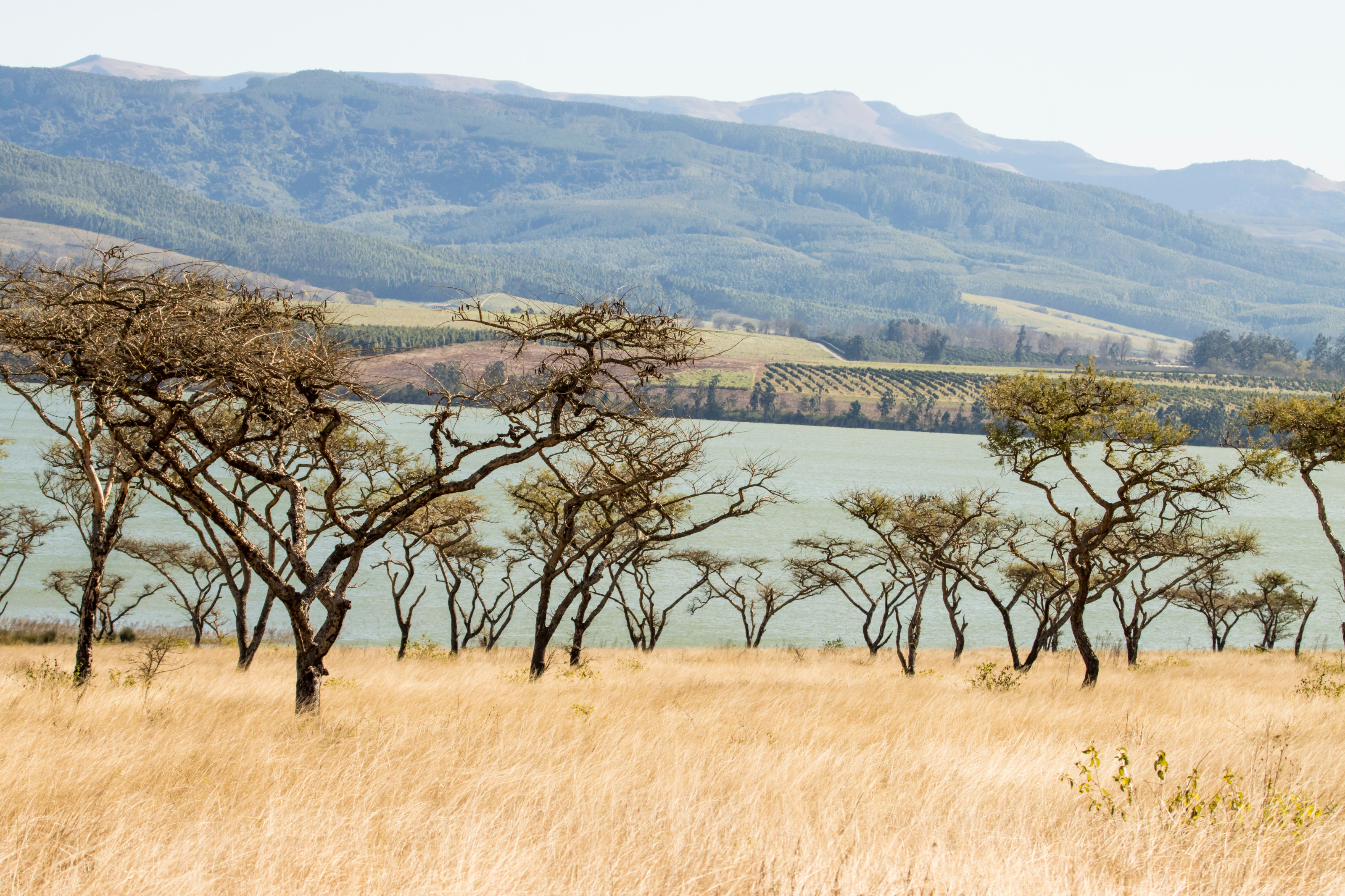 Acacia trees frame a wide valley landscape backed by distant mountains and a shimmering lake.