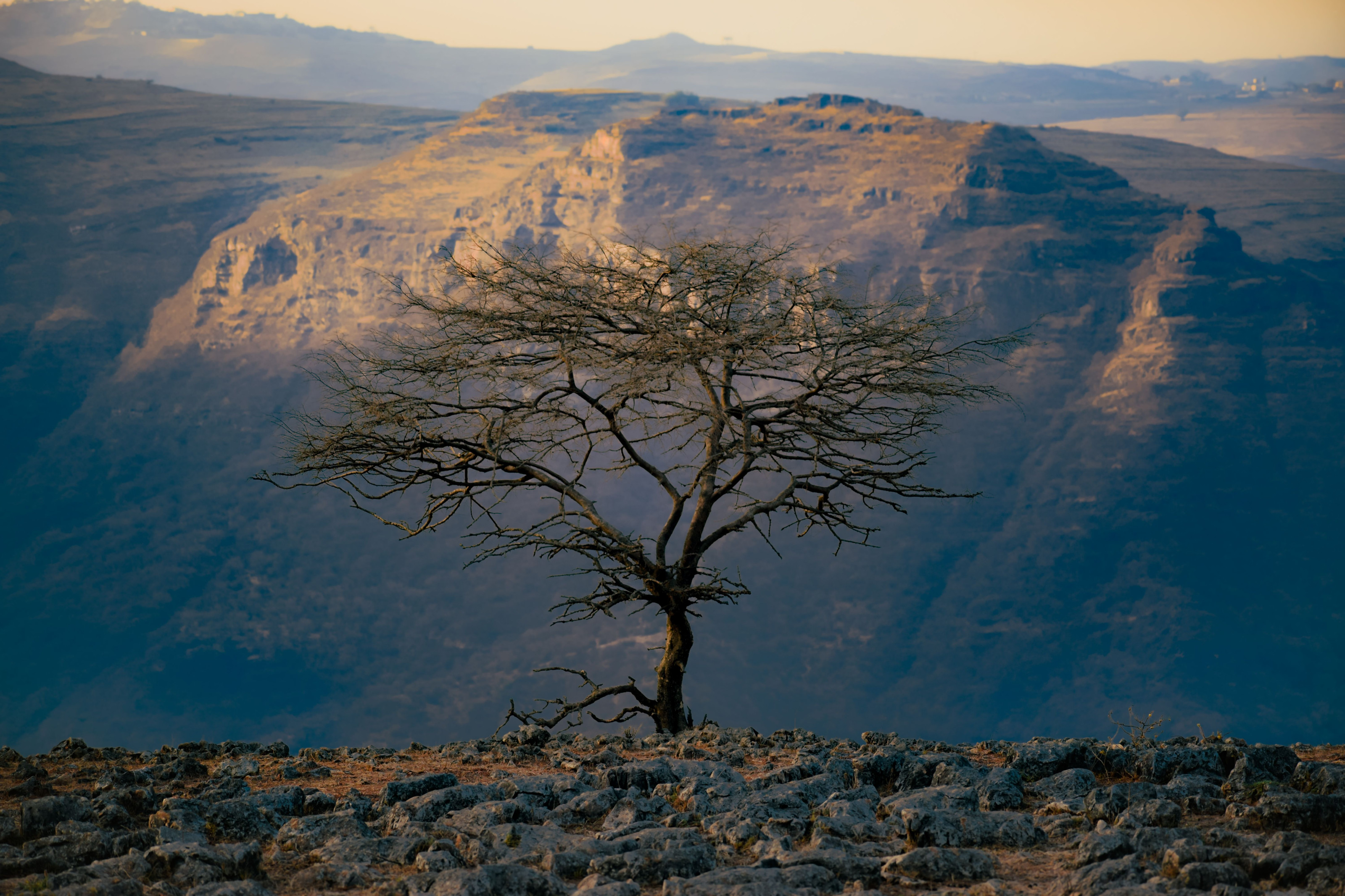A lone tree stands on a rocky cliff edge overlooking a dramatic mountain escarpment.