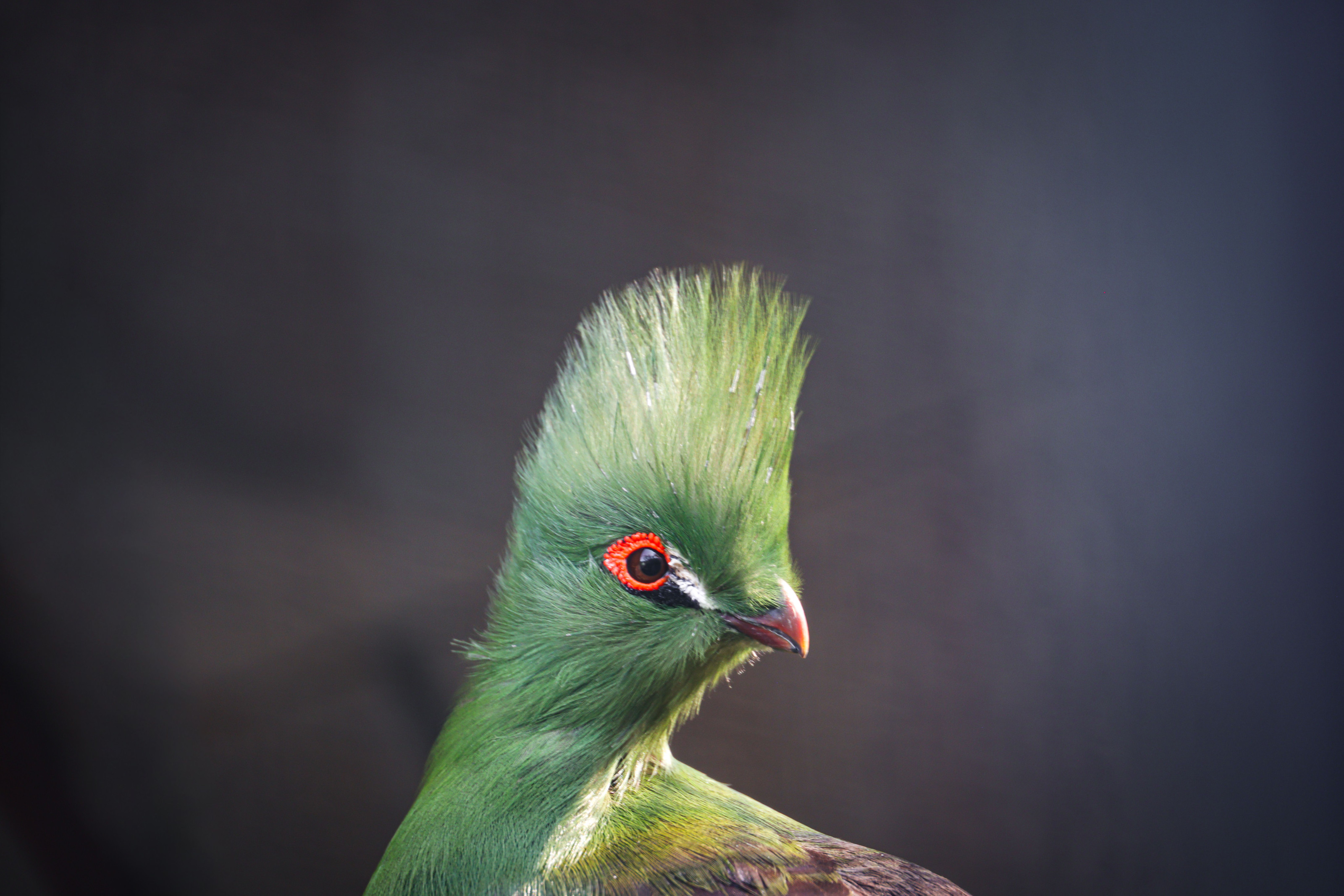 A vivid green turaco with a bright red eye-ring perches in dense montane forest foliage.