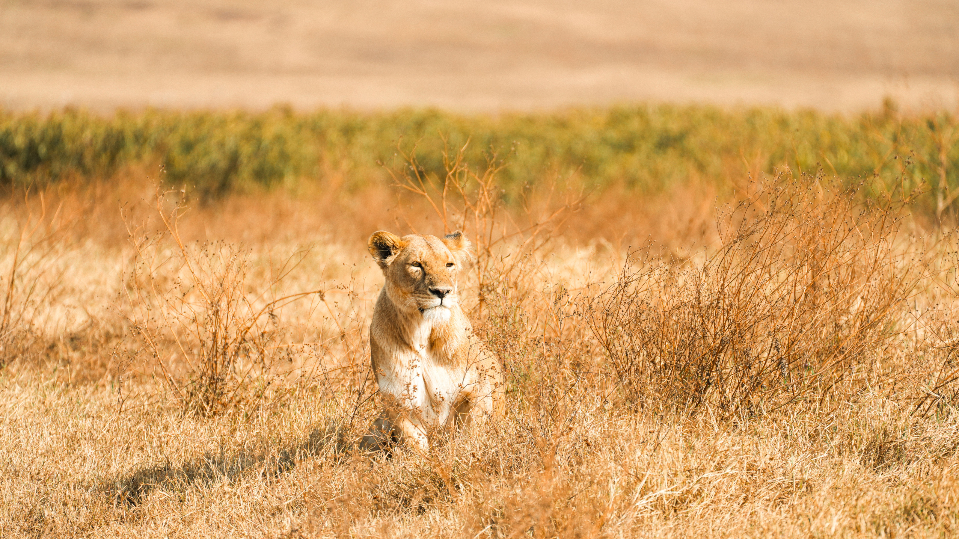 A lioness resting on the open plains of the Serengeti in warm golden light.
