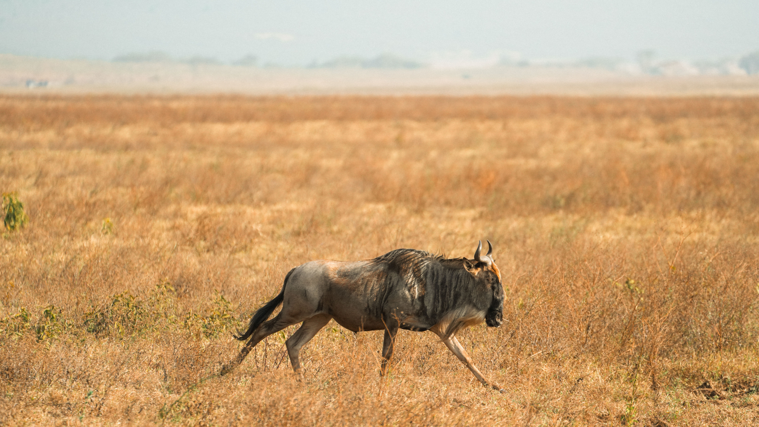 A lone wildebeest stands in the vast open savanna under a warm afternoon light.