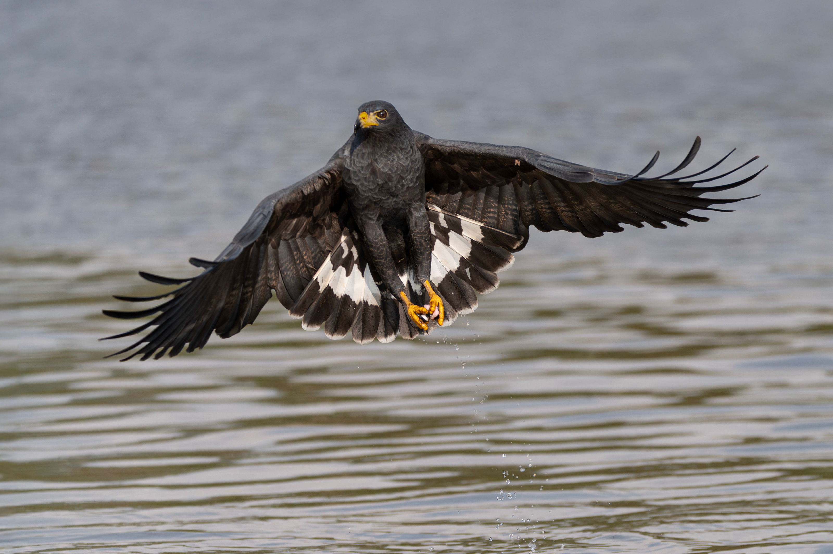 An African fish eagle swoops low over the water with wings spread wide to snatch its prey.